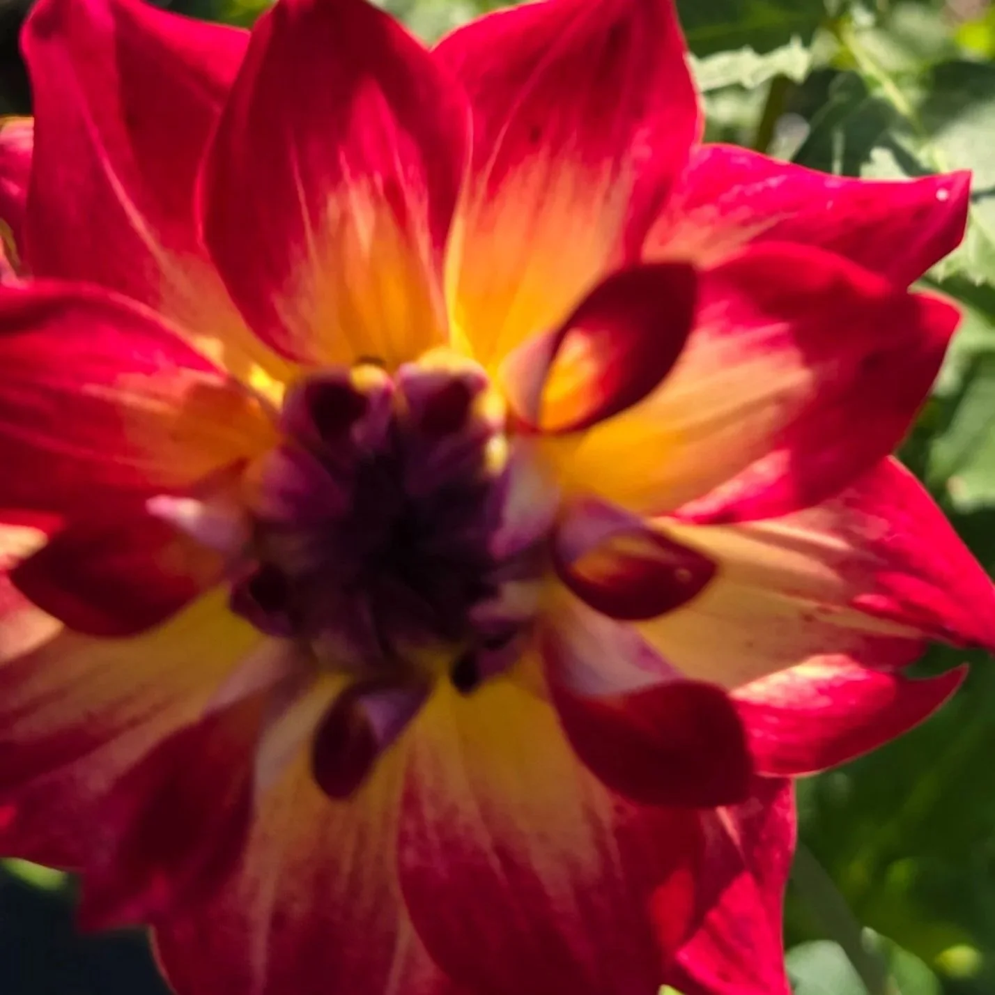 Dahlia%2B-%2BAC%2BRosebud%2B%25282%2529.jpg