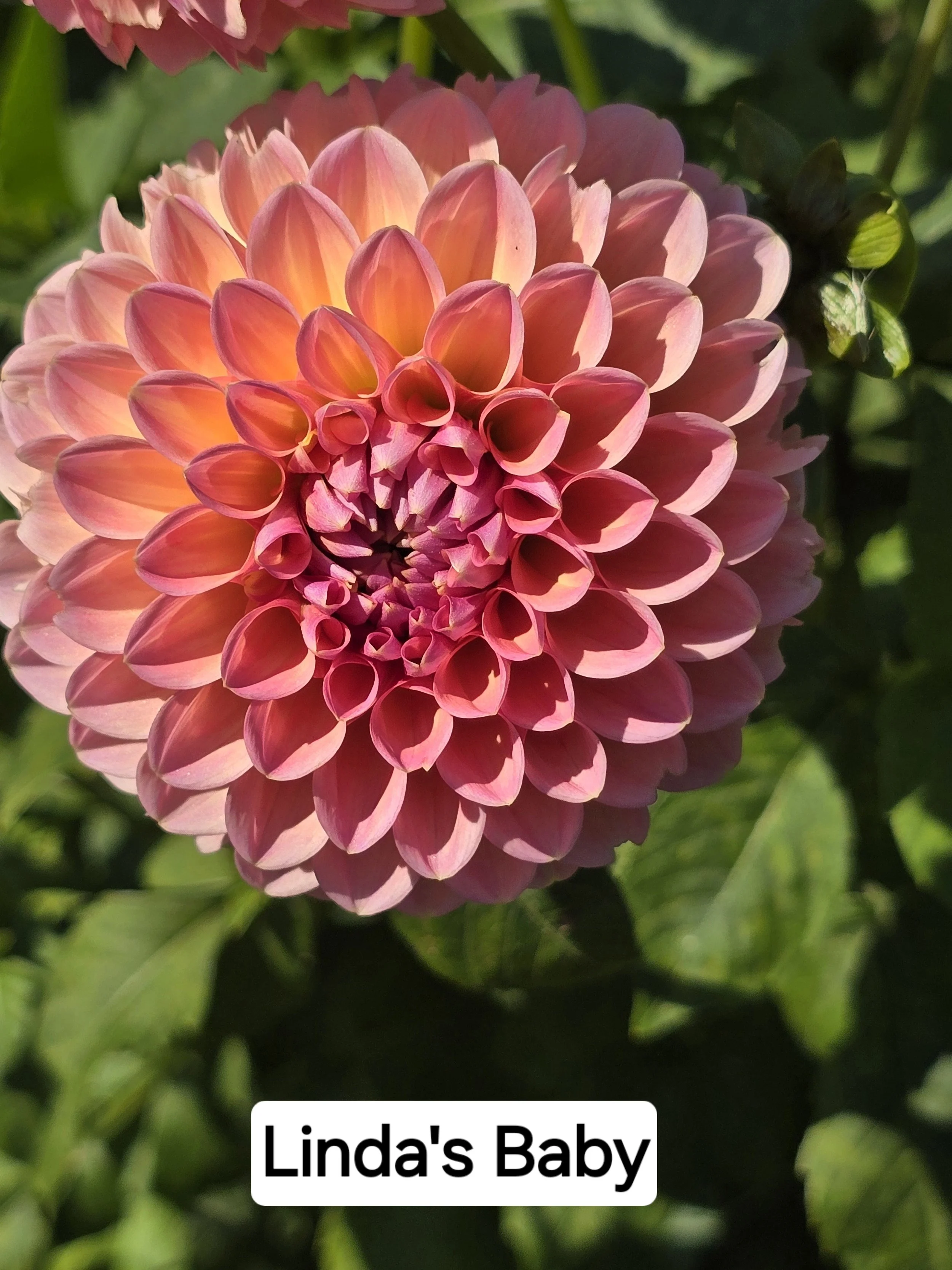 Linda's Baby (3).jpg