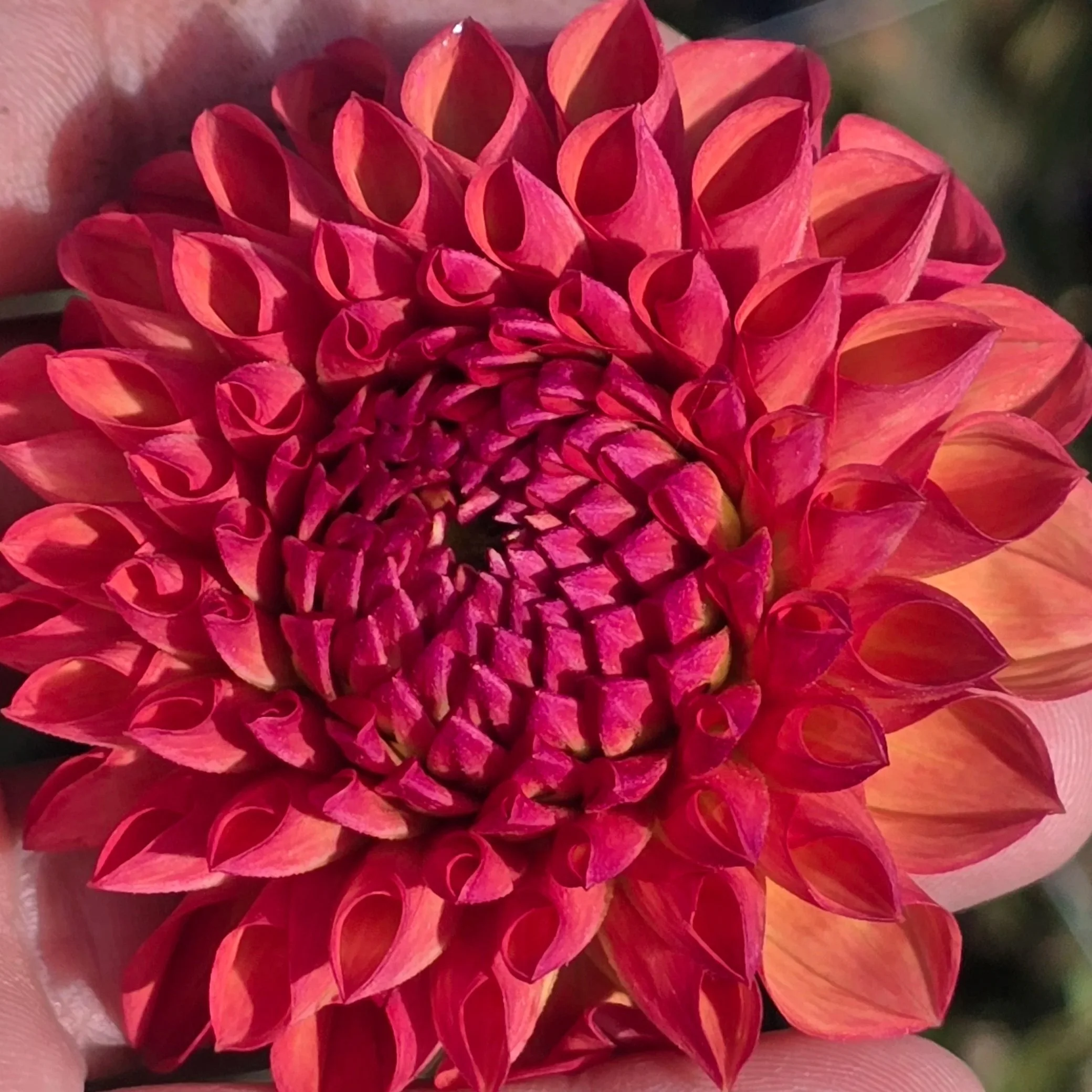 Dahlia+-+Cecil.jpg