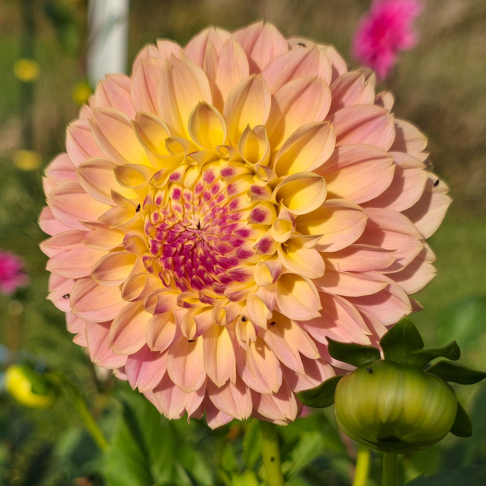 Dahlia+-+Elks+Tennley+Rose+5.jpg