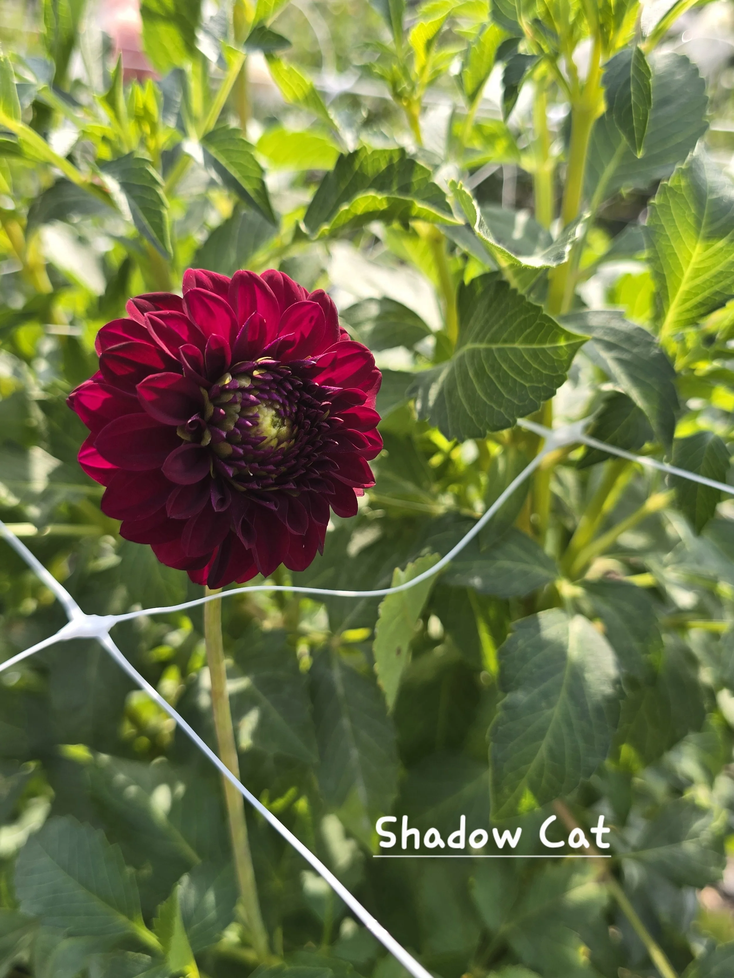 Shadow Cat