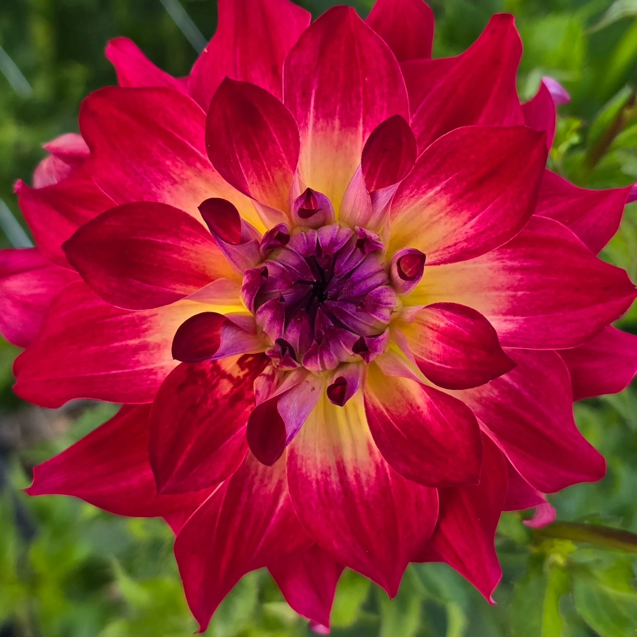 Dahlia+-+AC+Rosebud.jpg
