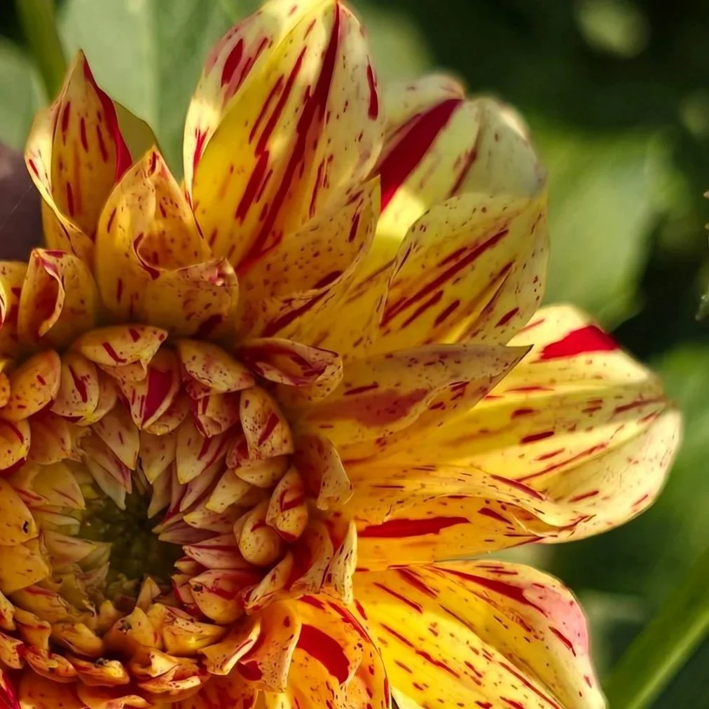 Dahlia%2B-%2BGloriosa.jpg