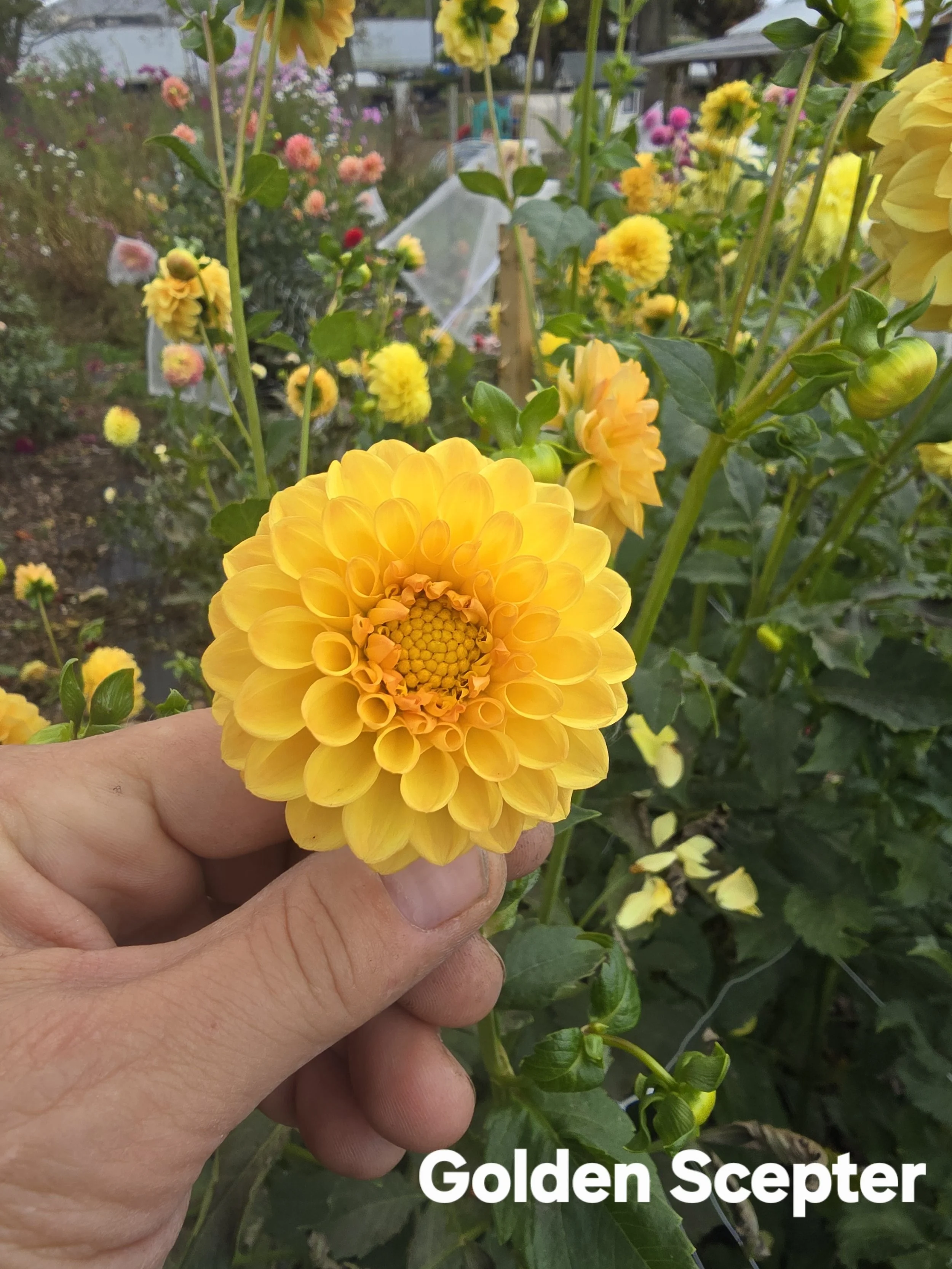 Golden Scepter (2).jpg