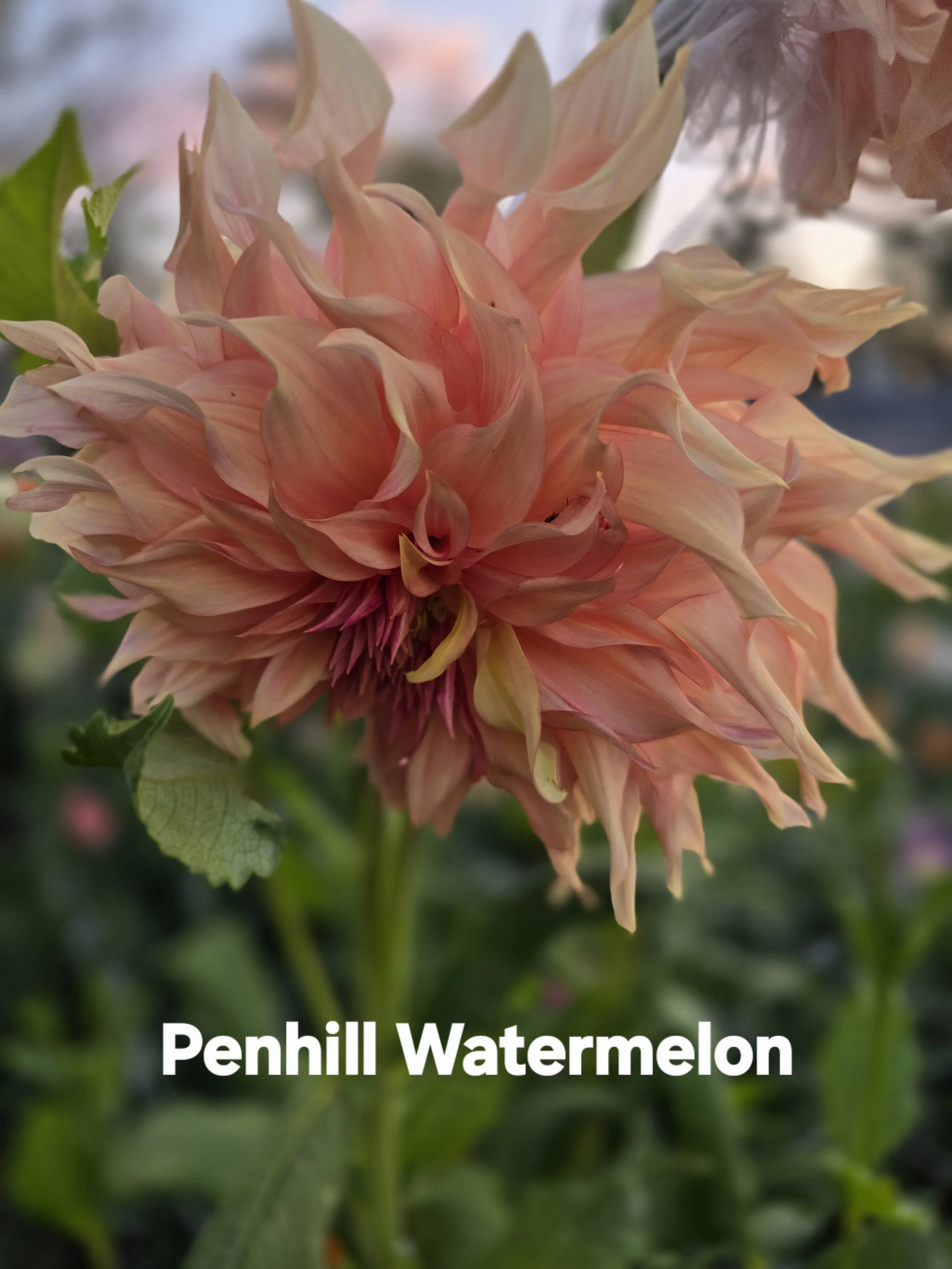 Penhill Watermelon (2).jpg