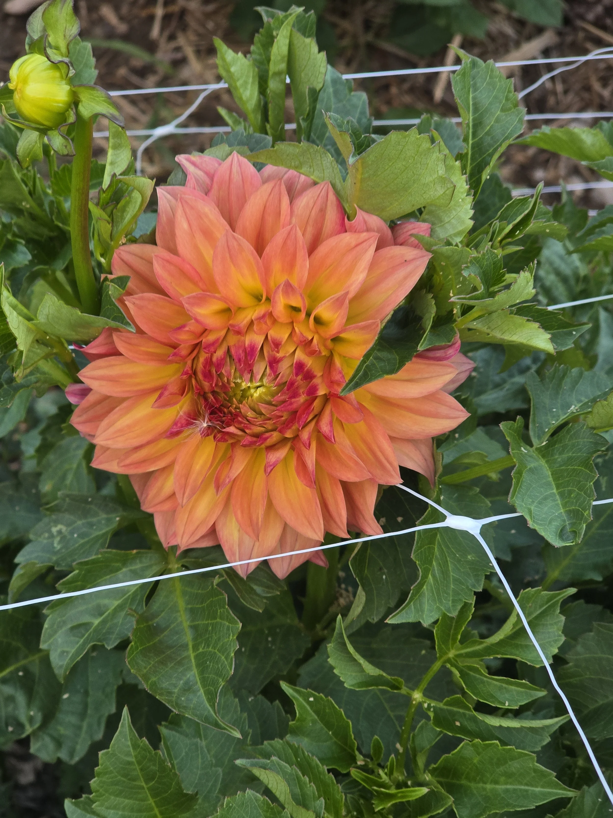 Ferncliff Copper.jpg