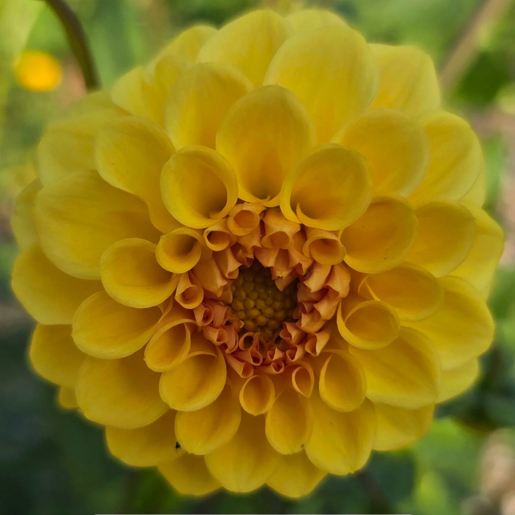 Dahlia+-+Golden+Scepter+%282%29.jpg