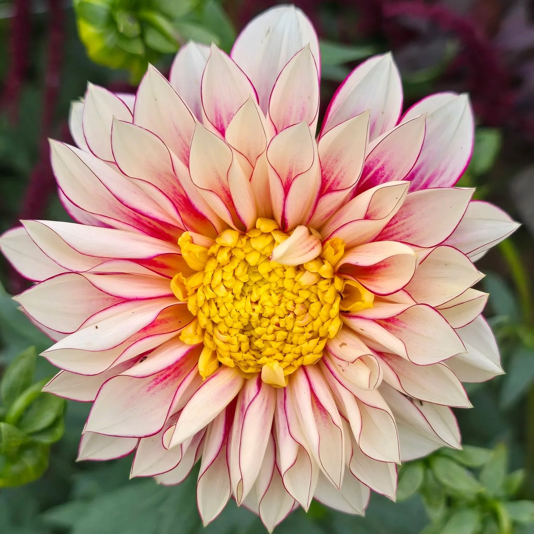 Dahlia+-+Polka+3.jpg