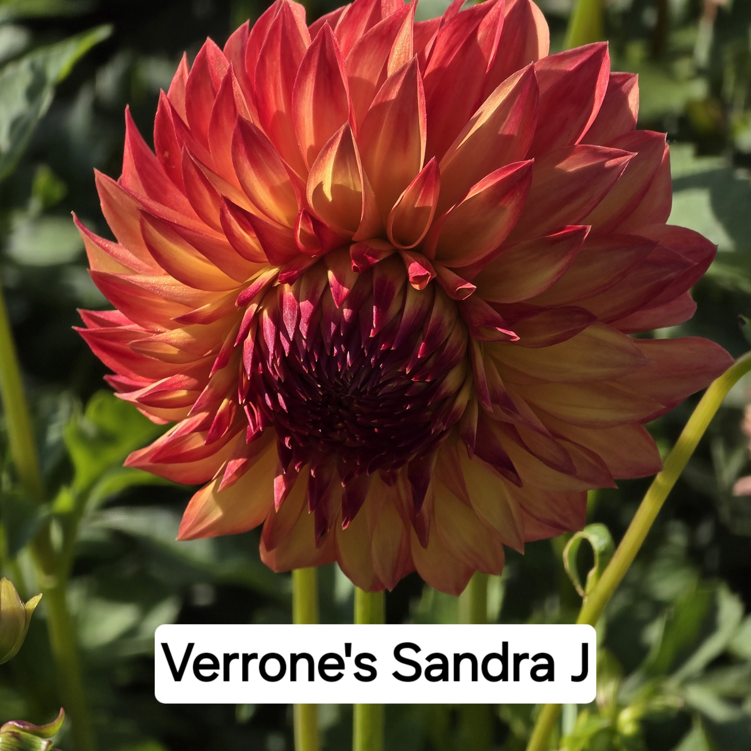 Dahlia - Verrone's Sandra J.jpg