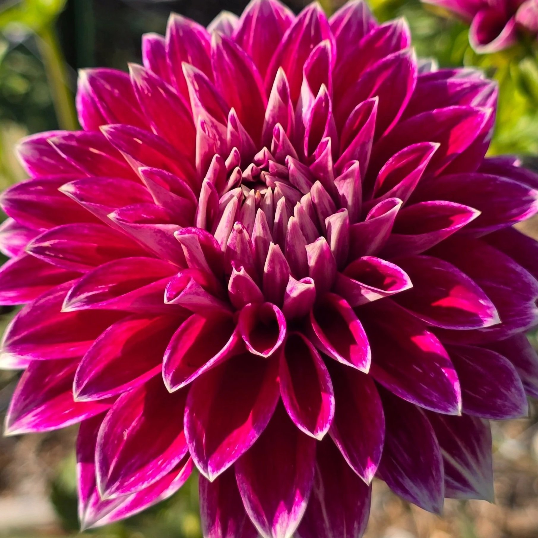 Dahlia%2B-%2BBradley%2BAaron.jpg