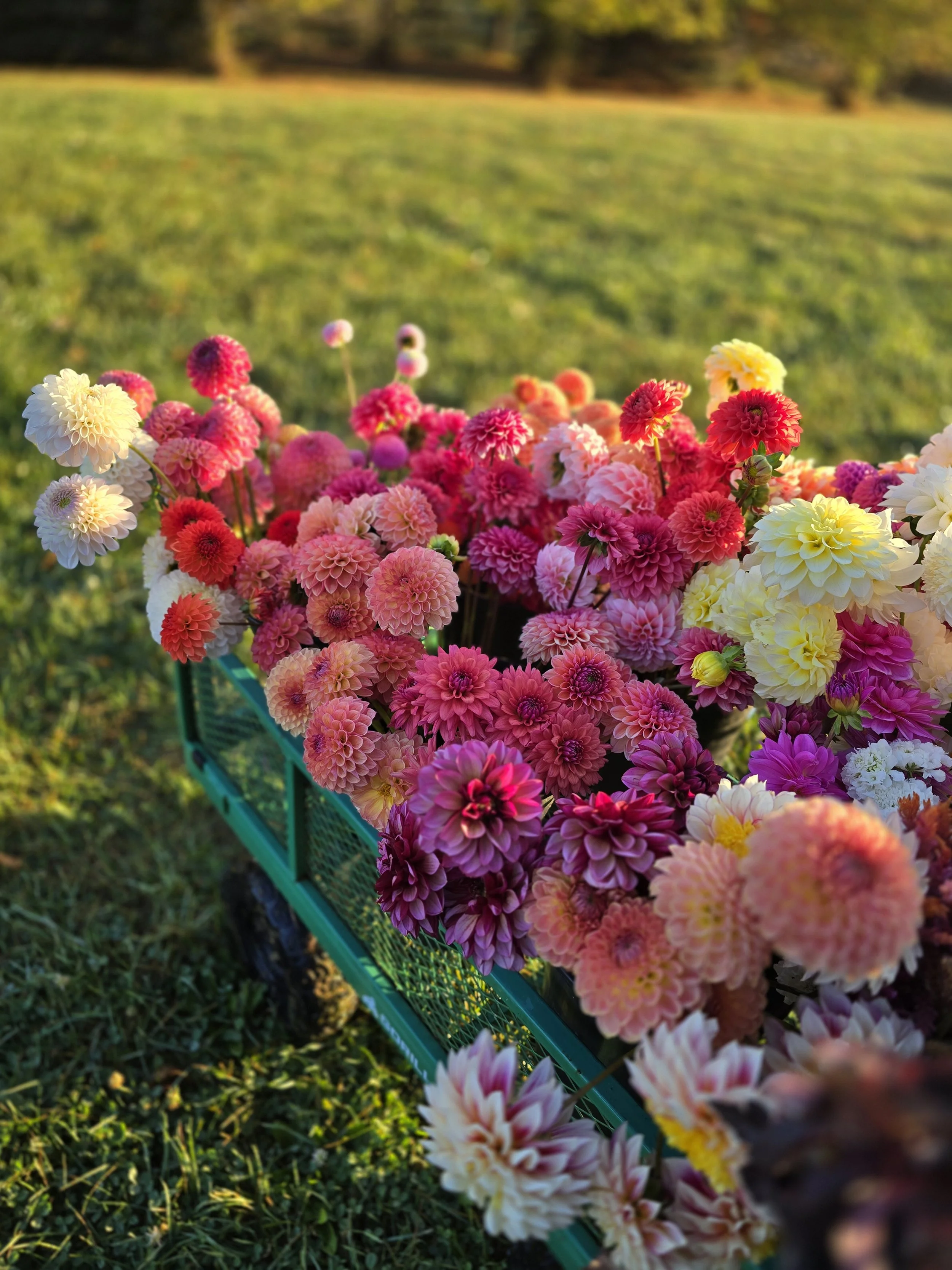 Mystery Dahlia Tuber Collection