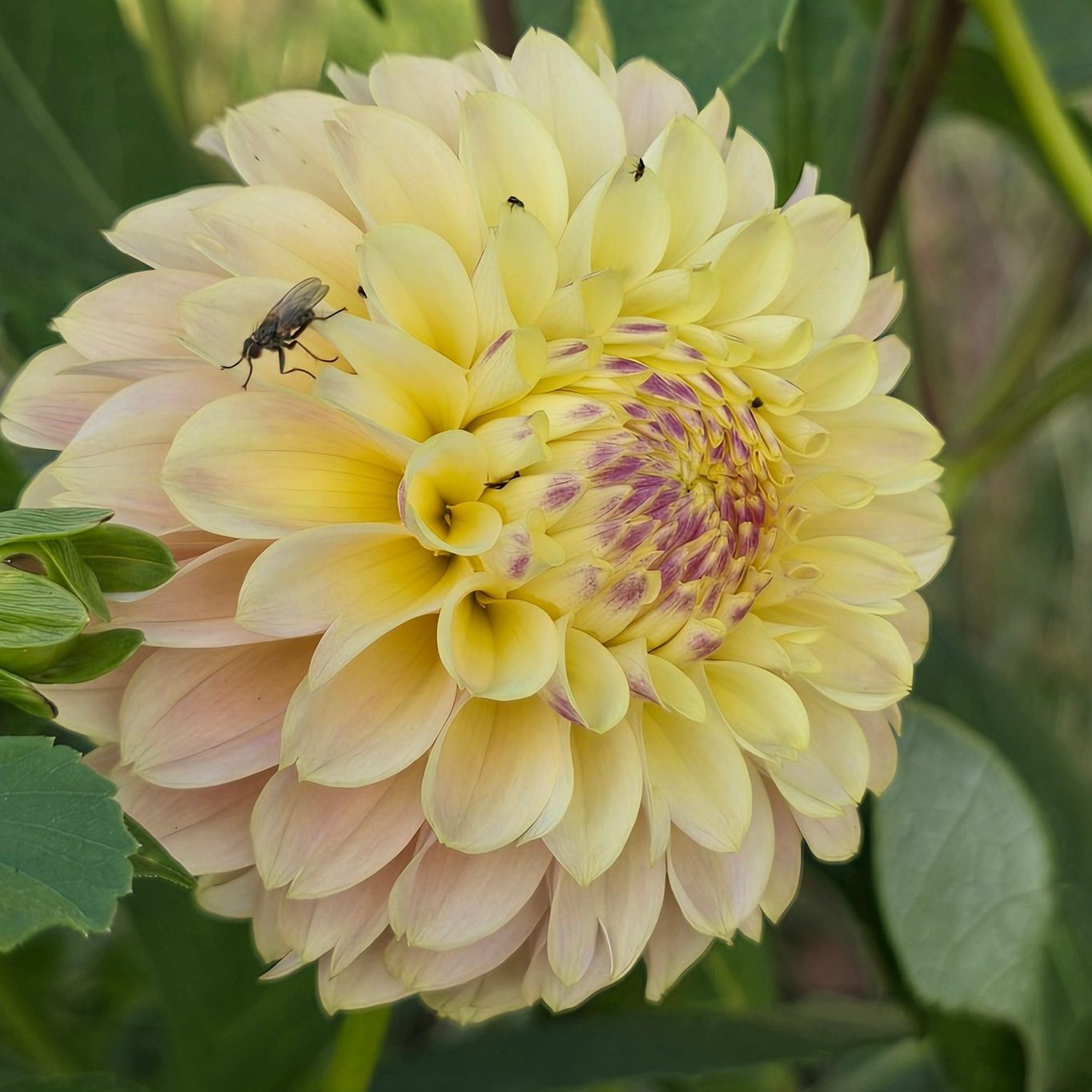 Dahlia+-+Elks+Tennley+Rose+4.jpg