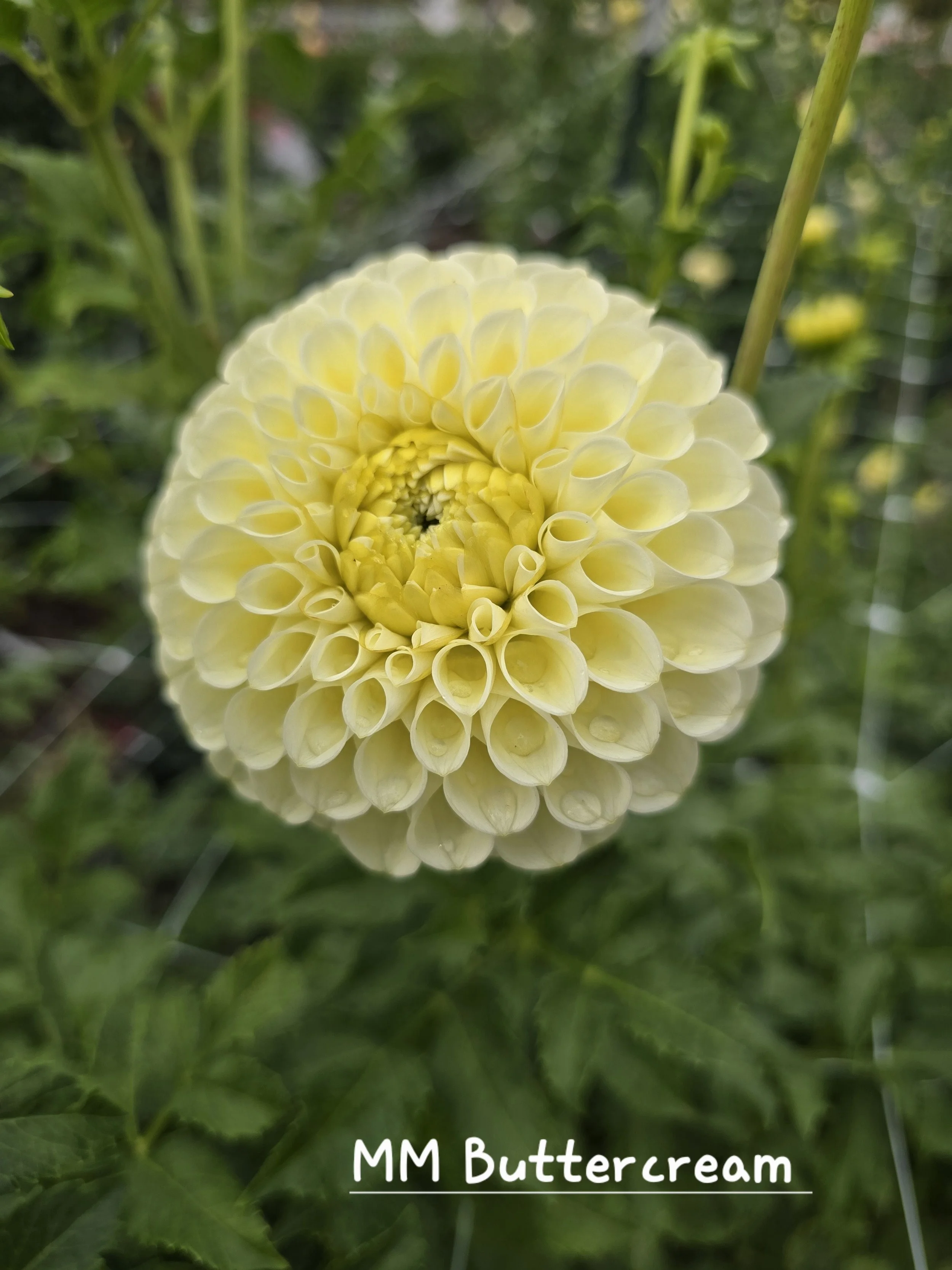 MM Buttercream (2).jpg