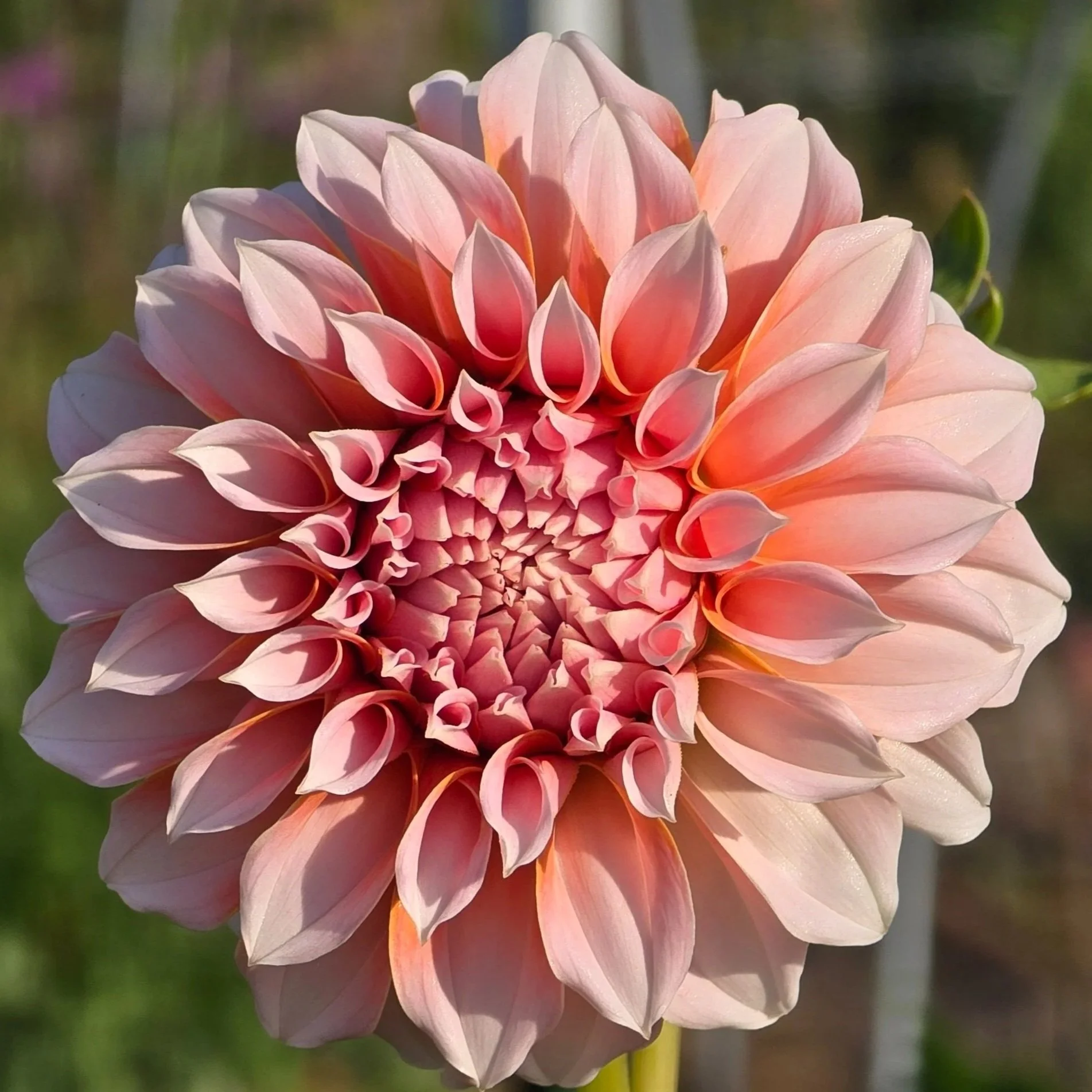 Dahlia%2B-%2BPeaches%2BN%2BCream%2B2.jpg