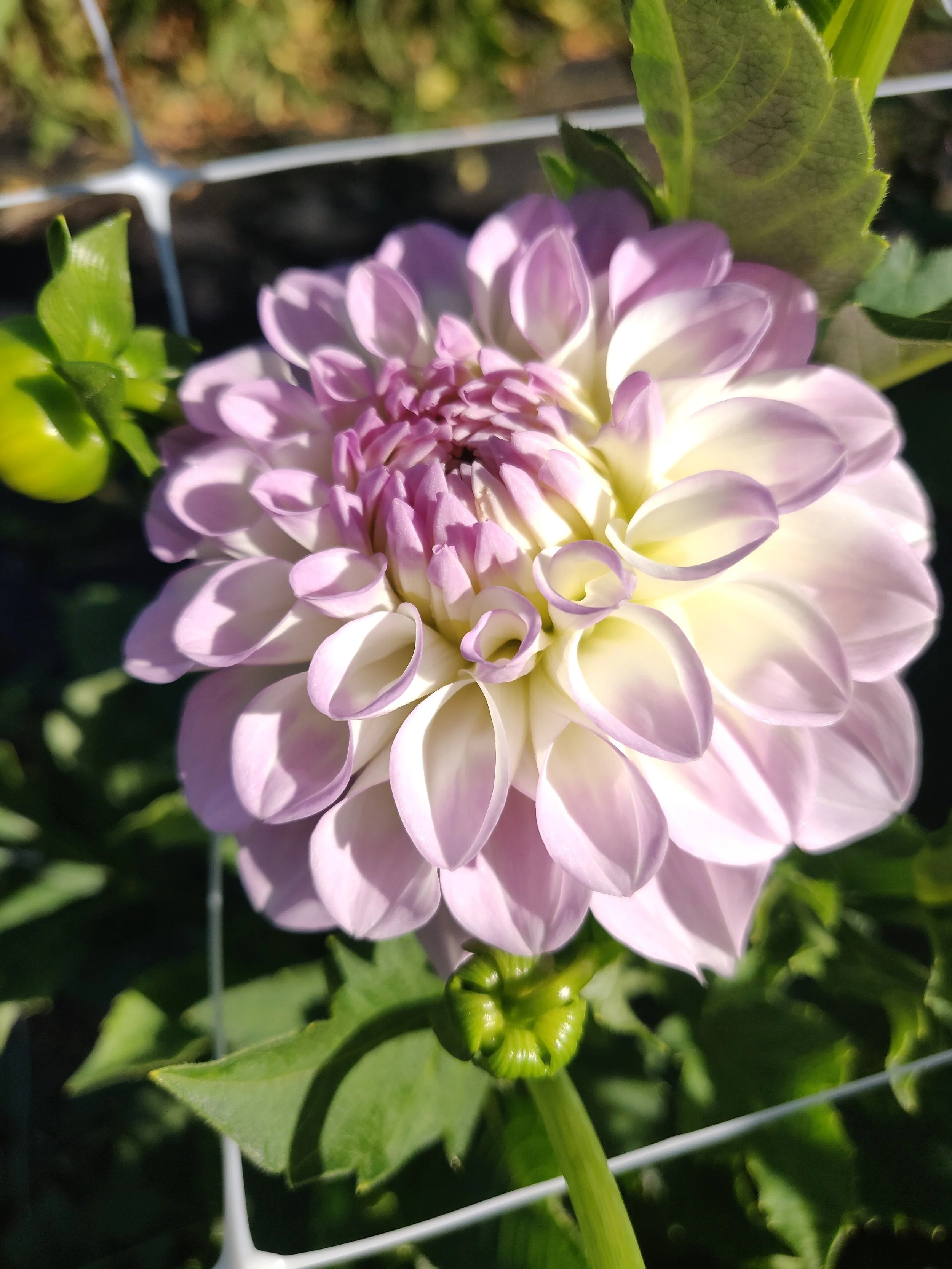 IMG_20230904_111603.jpg (Copy)