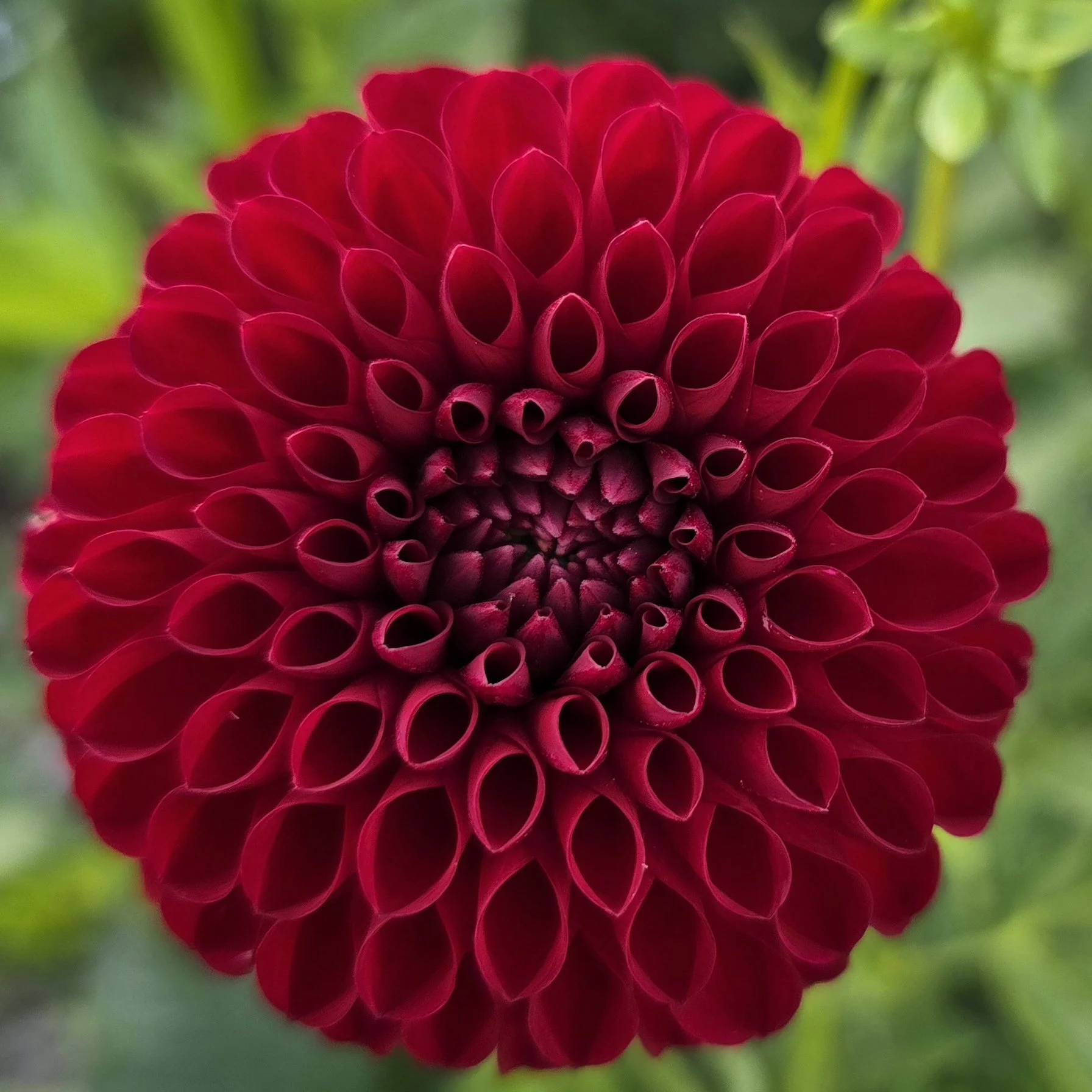 Mix Up - Cornel or Jowey Winnie