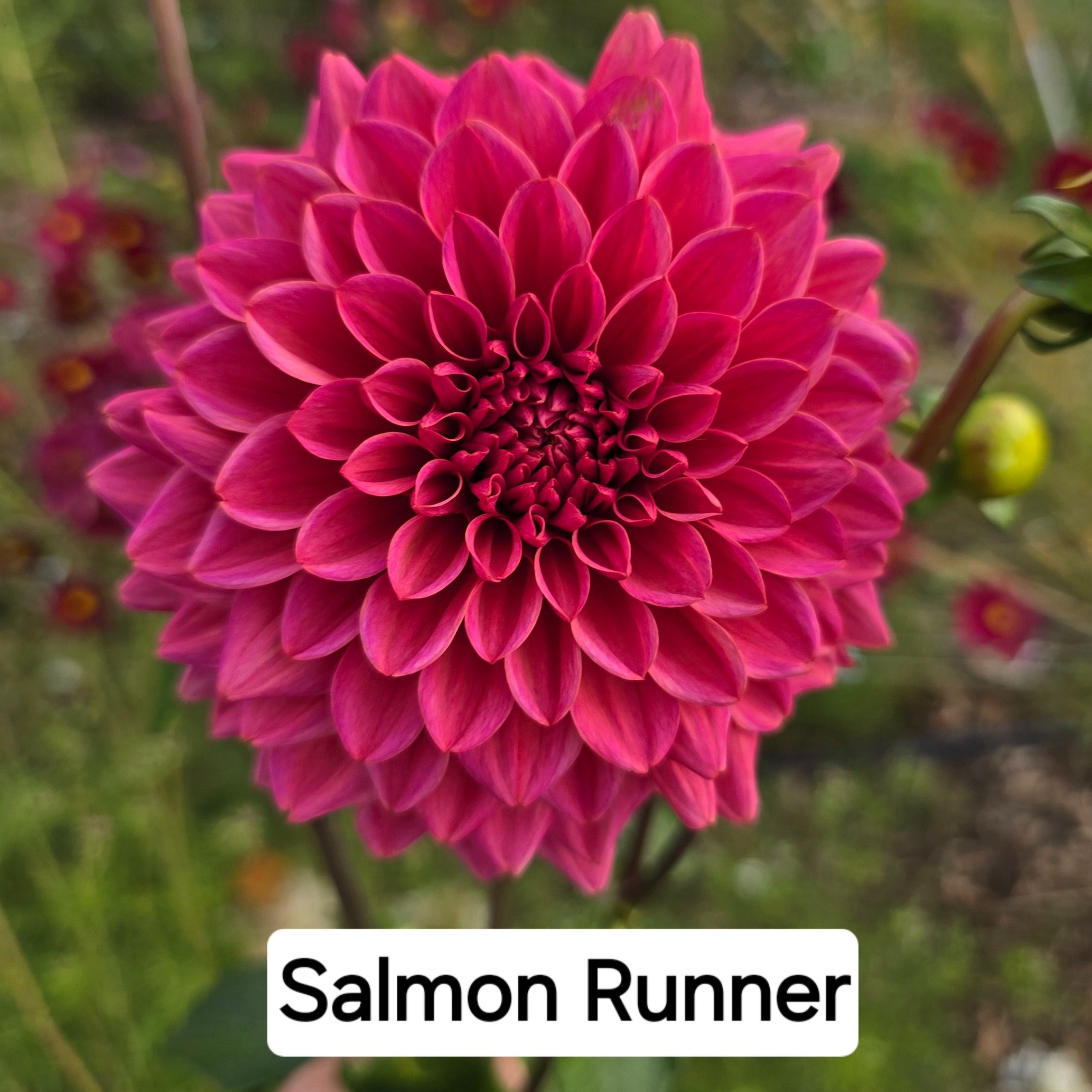 Dahlia+-+Salmon+Runner.jpg