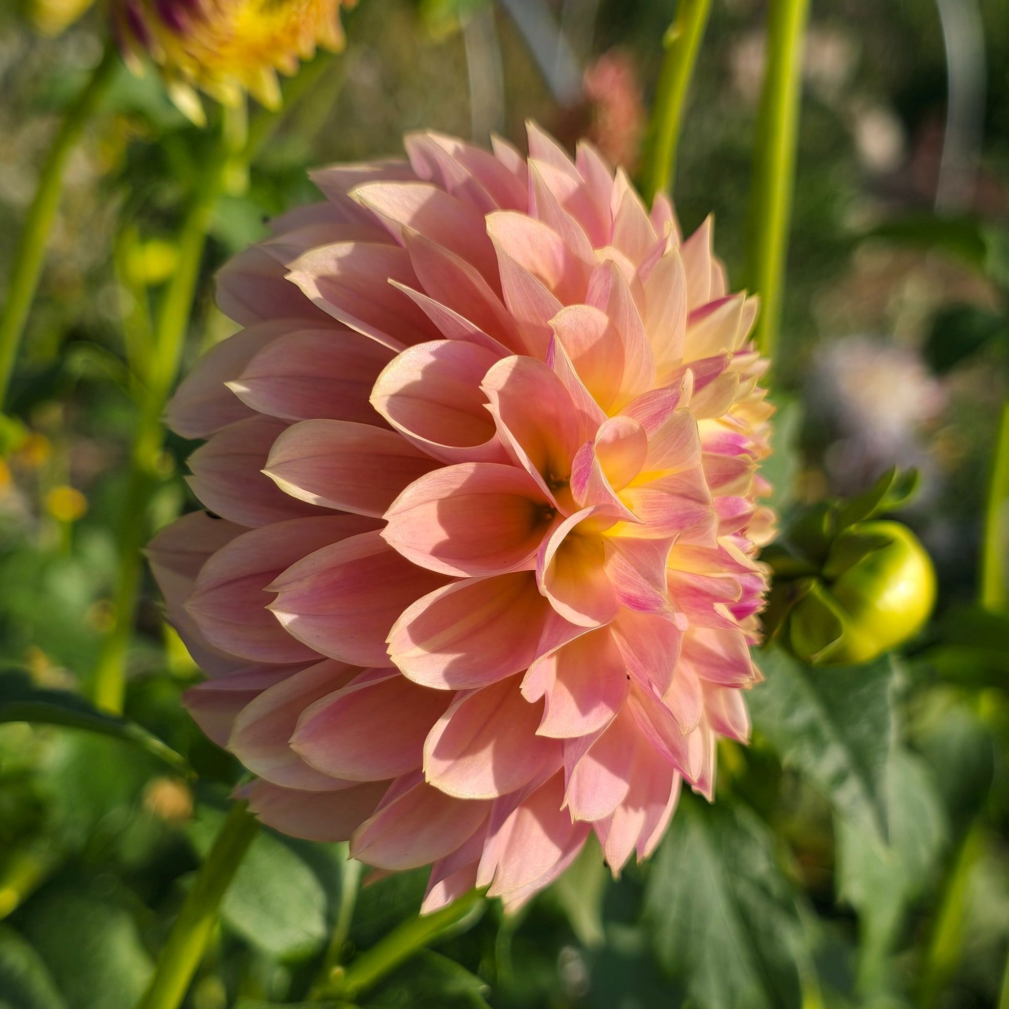 Dahlia+-+Elks+Tennley+Rose+10.jpg