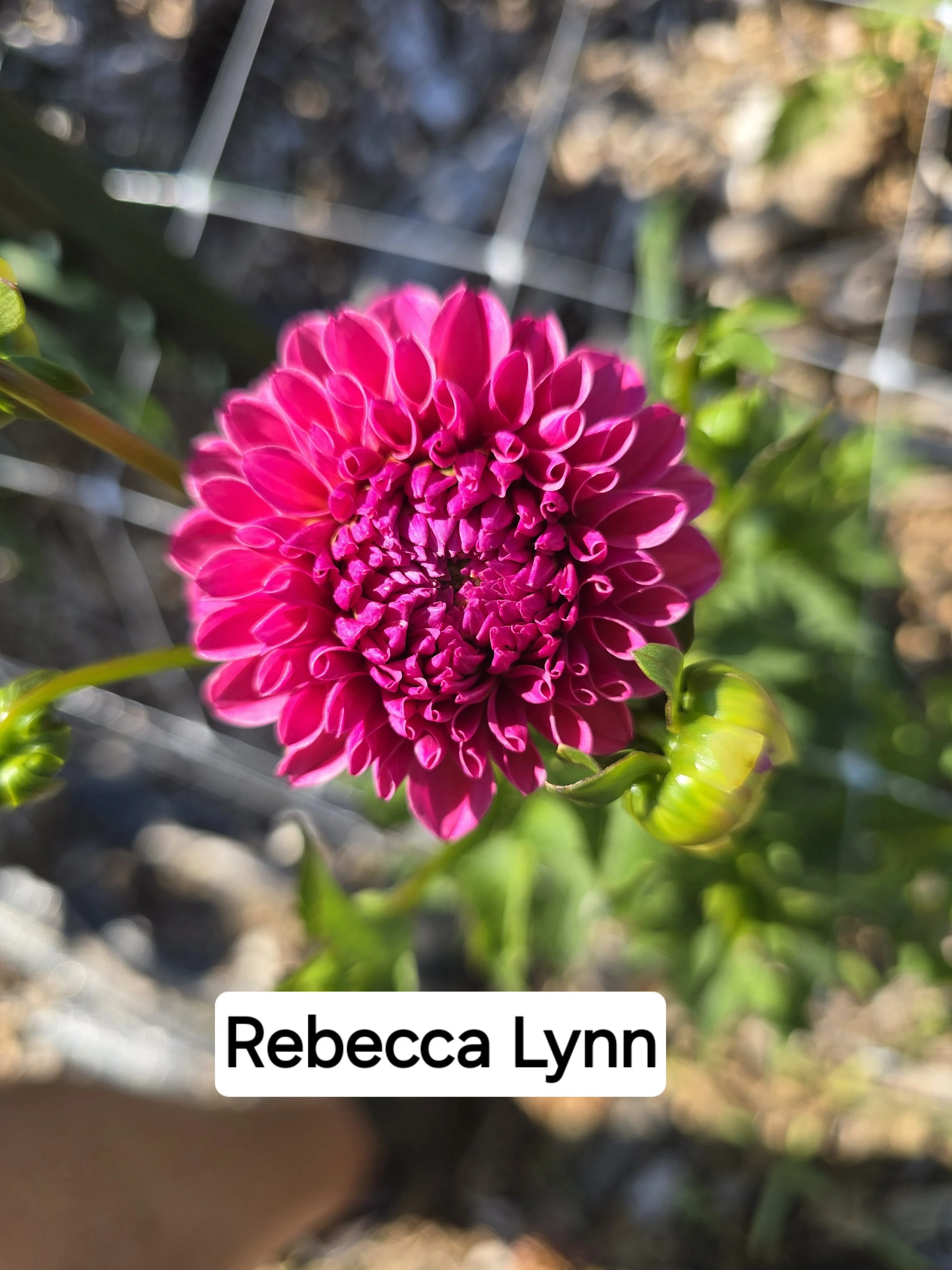 Rebecca Lynn (3).jpg