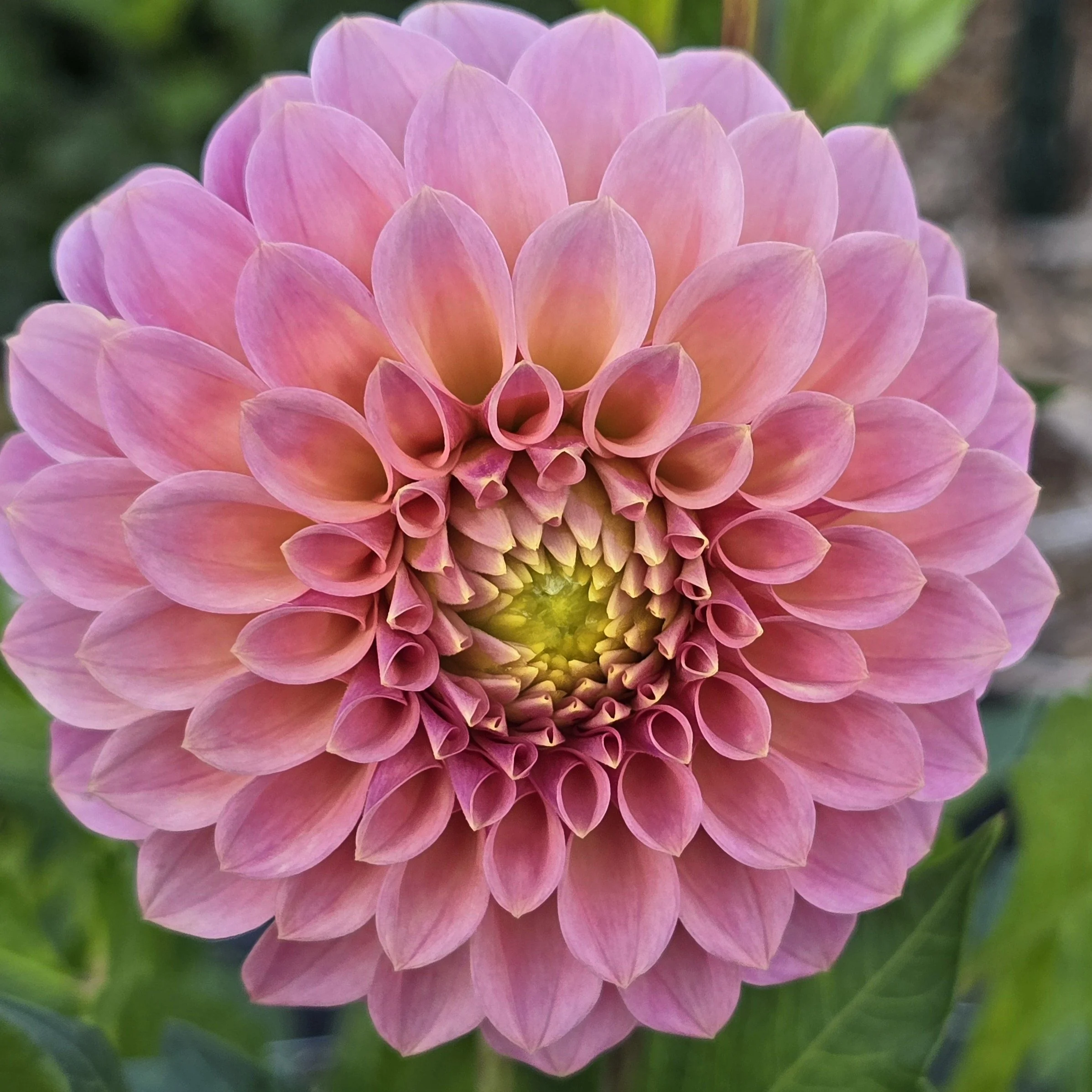 Jowey Winnie (2).jpg