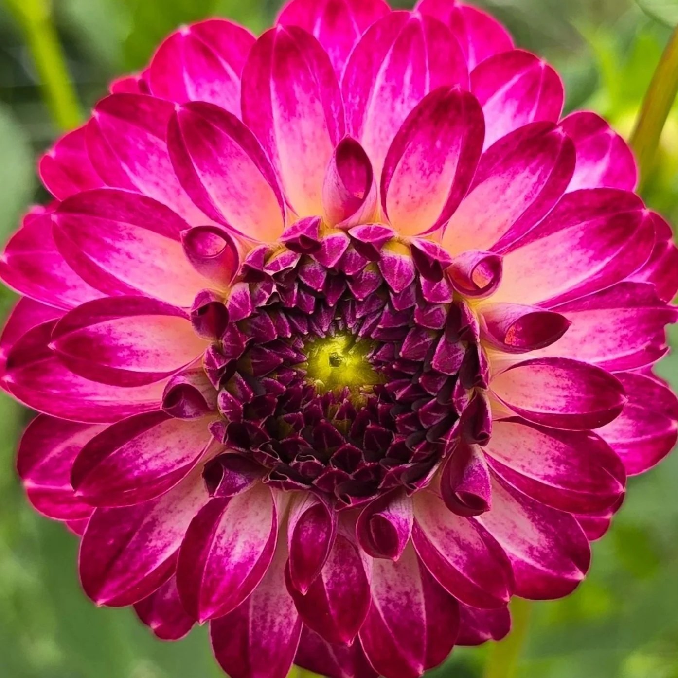 Dahlia%2B-%2BAC%2BDevin%2B%25282%2529.jpg