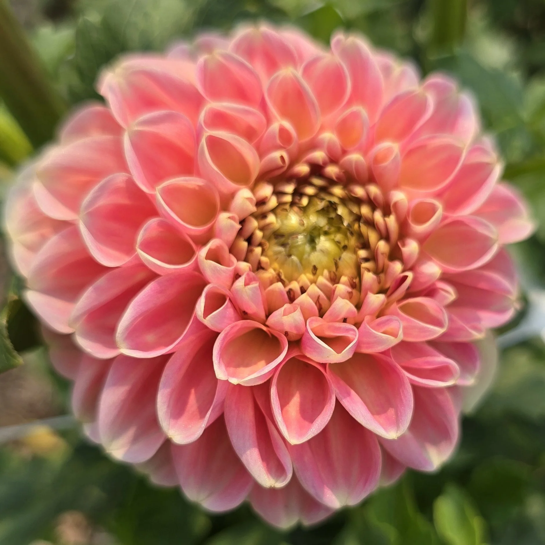 Crichton Honey 8 2 25.jpg