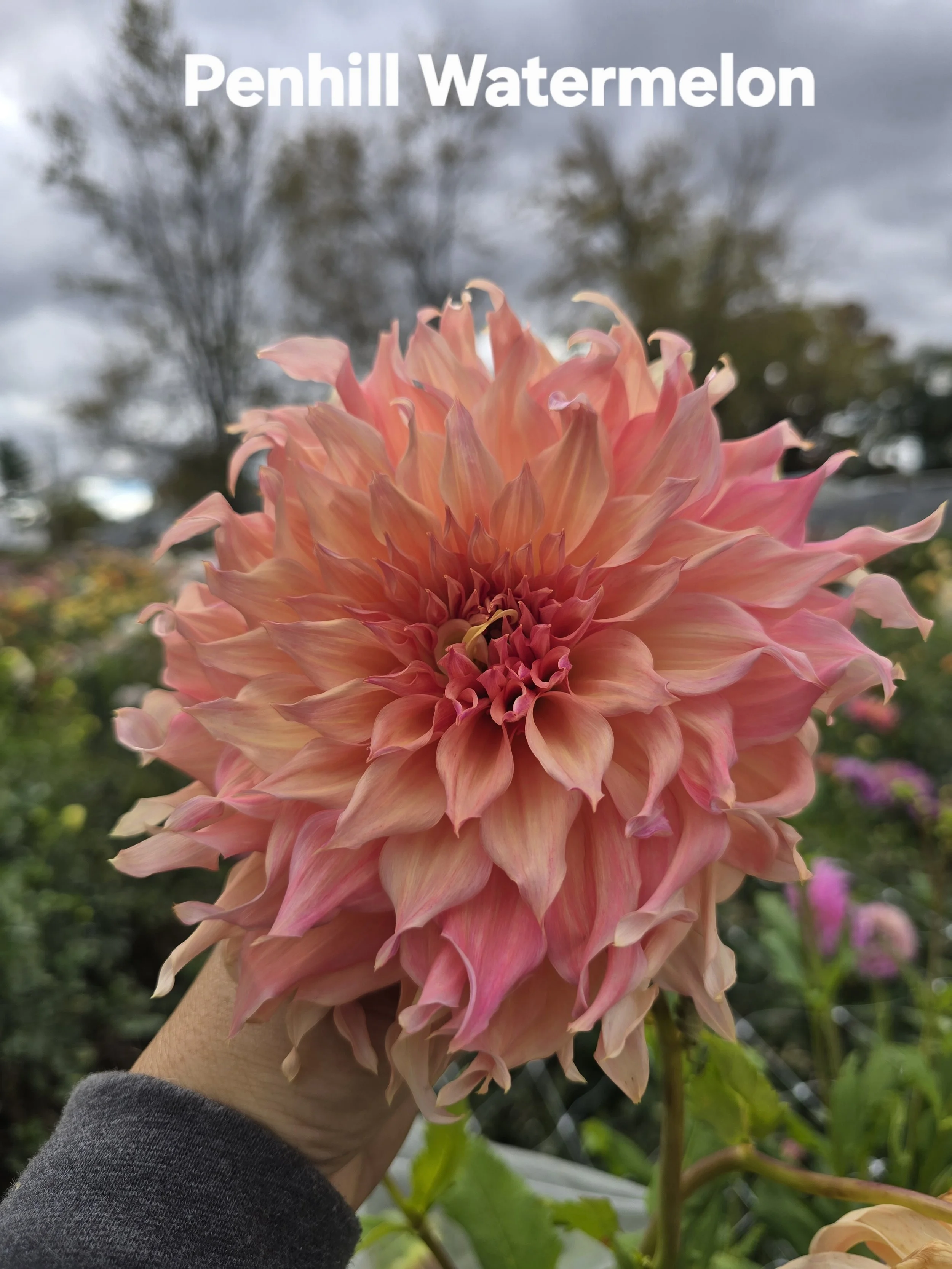 Penhill Watermelon