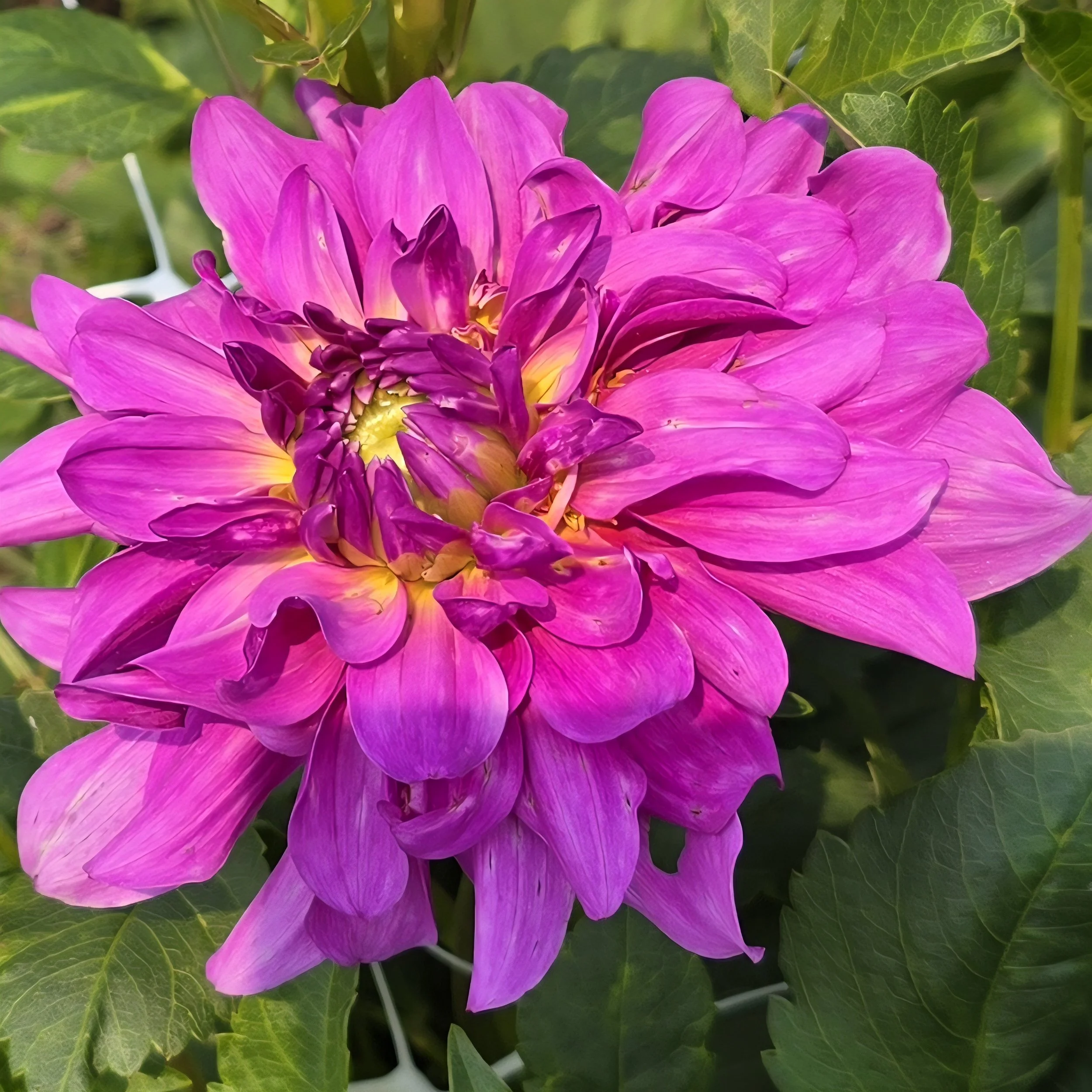 Bleutiful 8 2 25.jpg