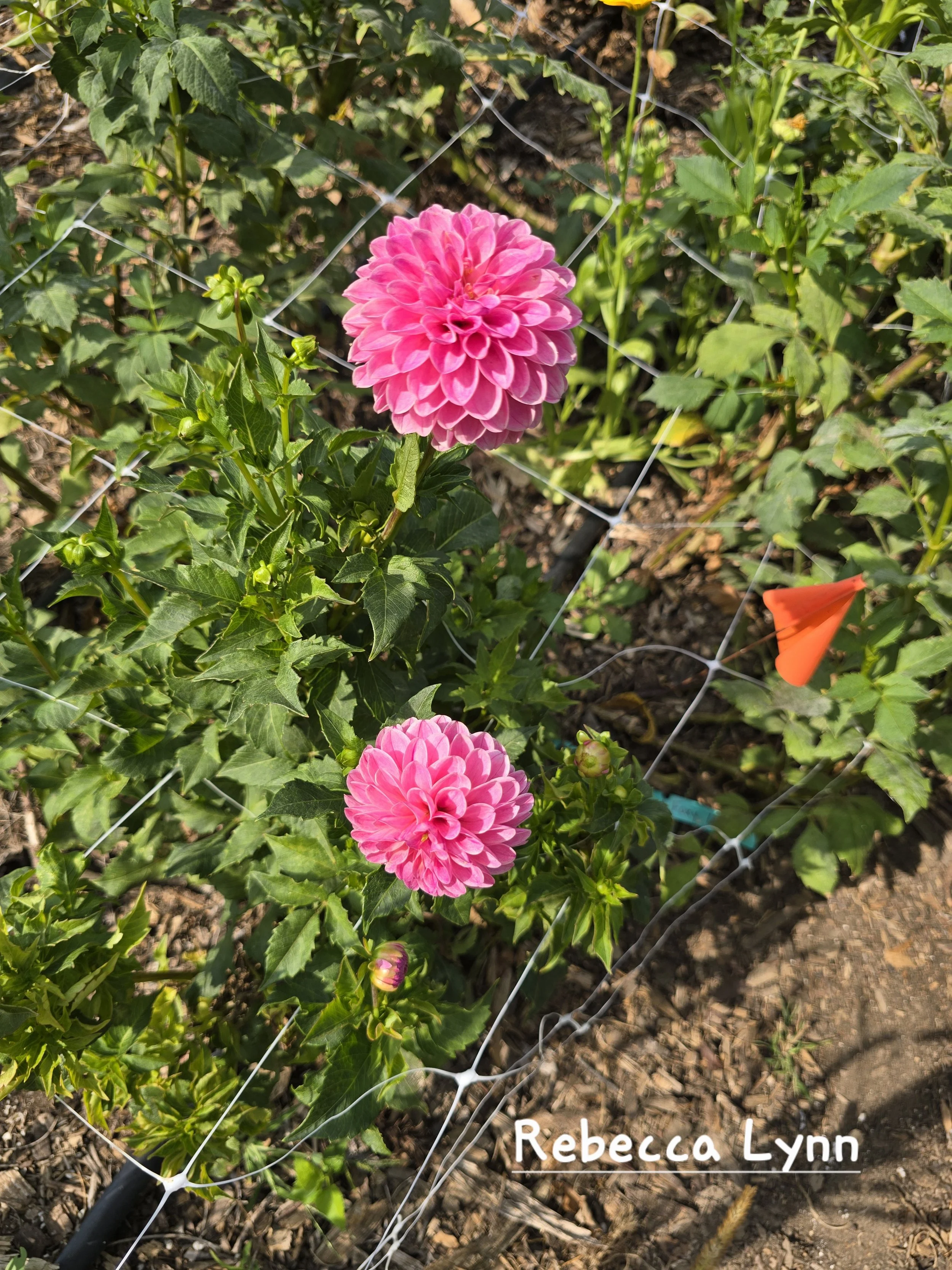 Rebecca Lynn (2).jpg