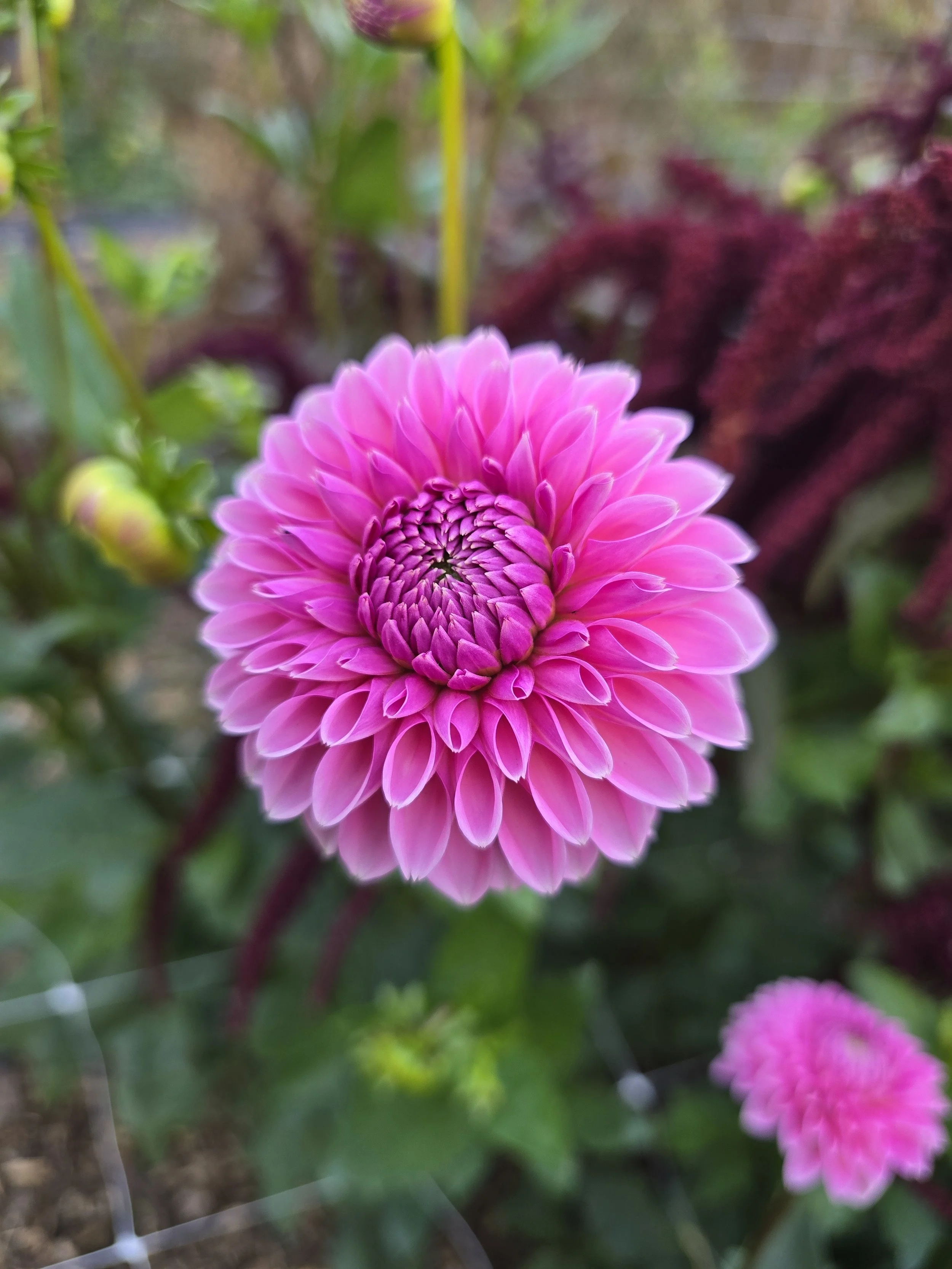 Jowey Frambo (6).jpg