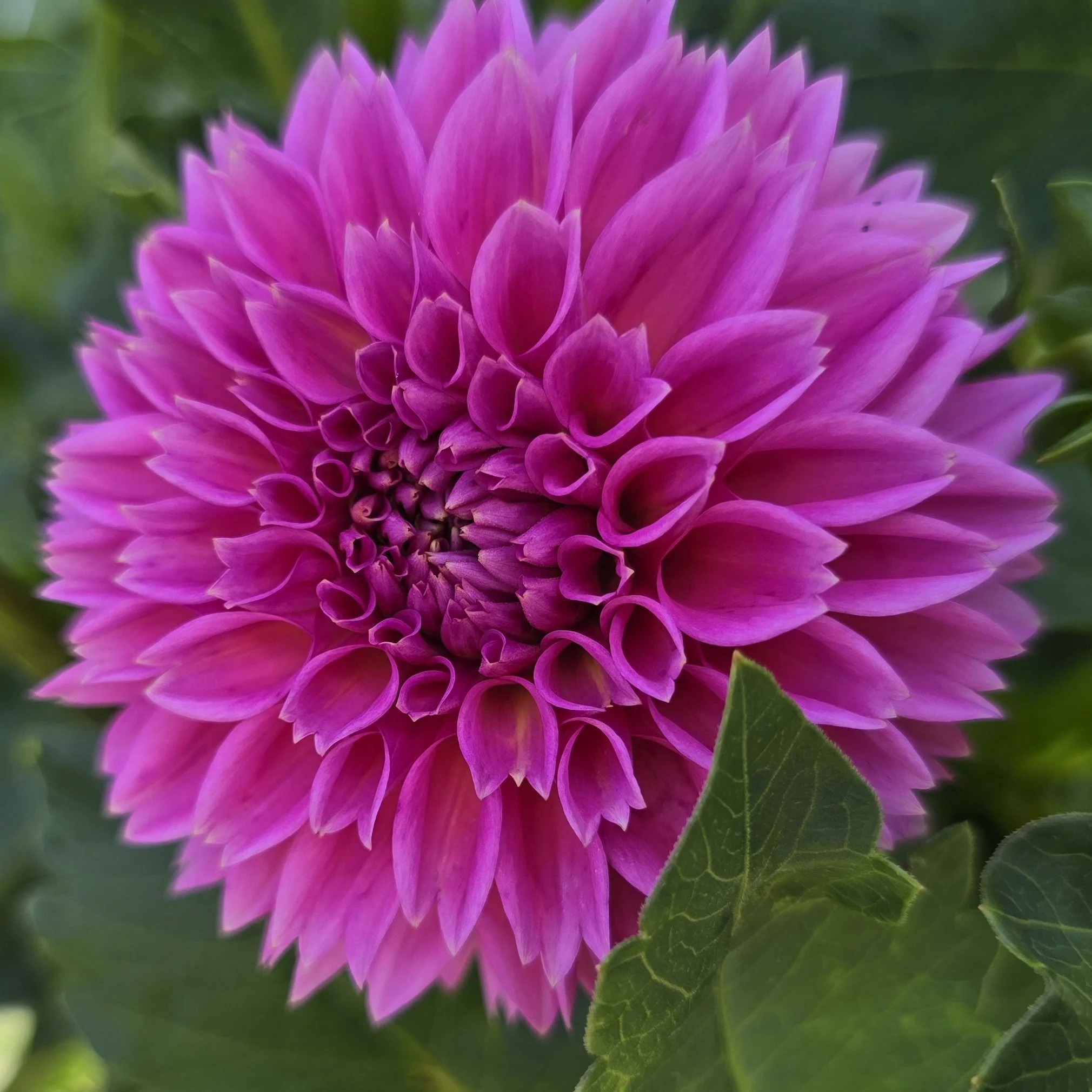 Pink Sylvia 7 29 25.jpg