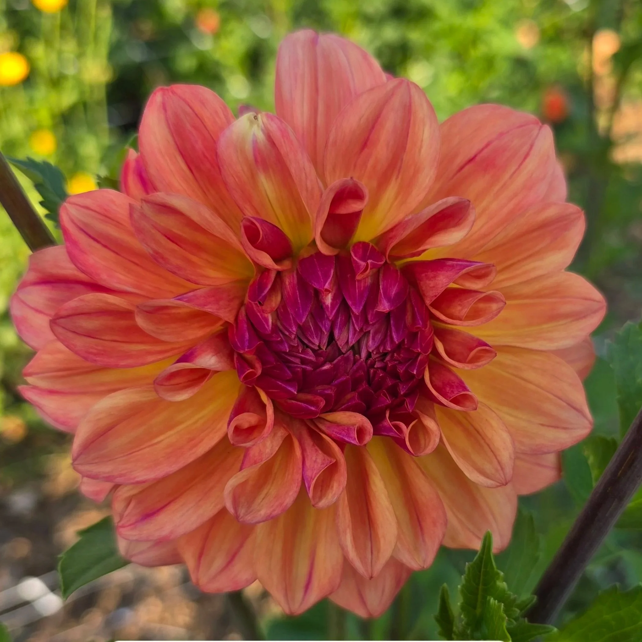 Dahlia+-+Ferncliff+Copper.jpg