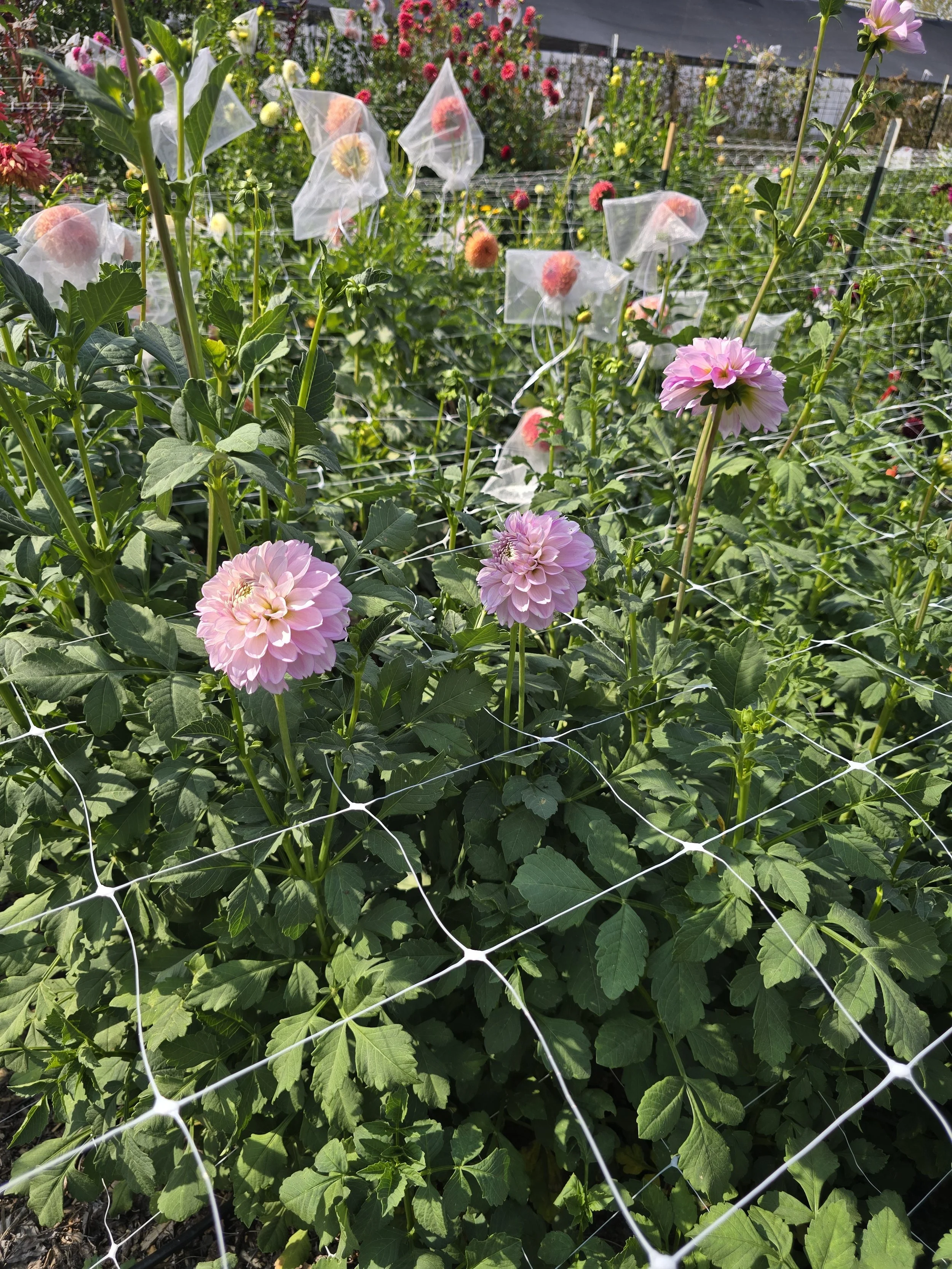 Marionberry Milkshake (5).jpg