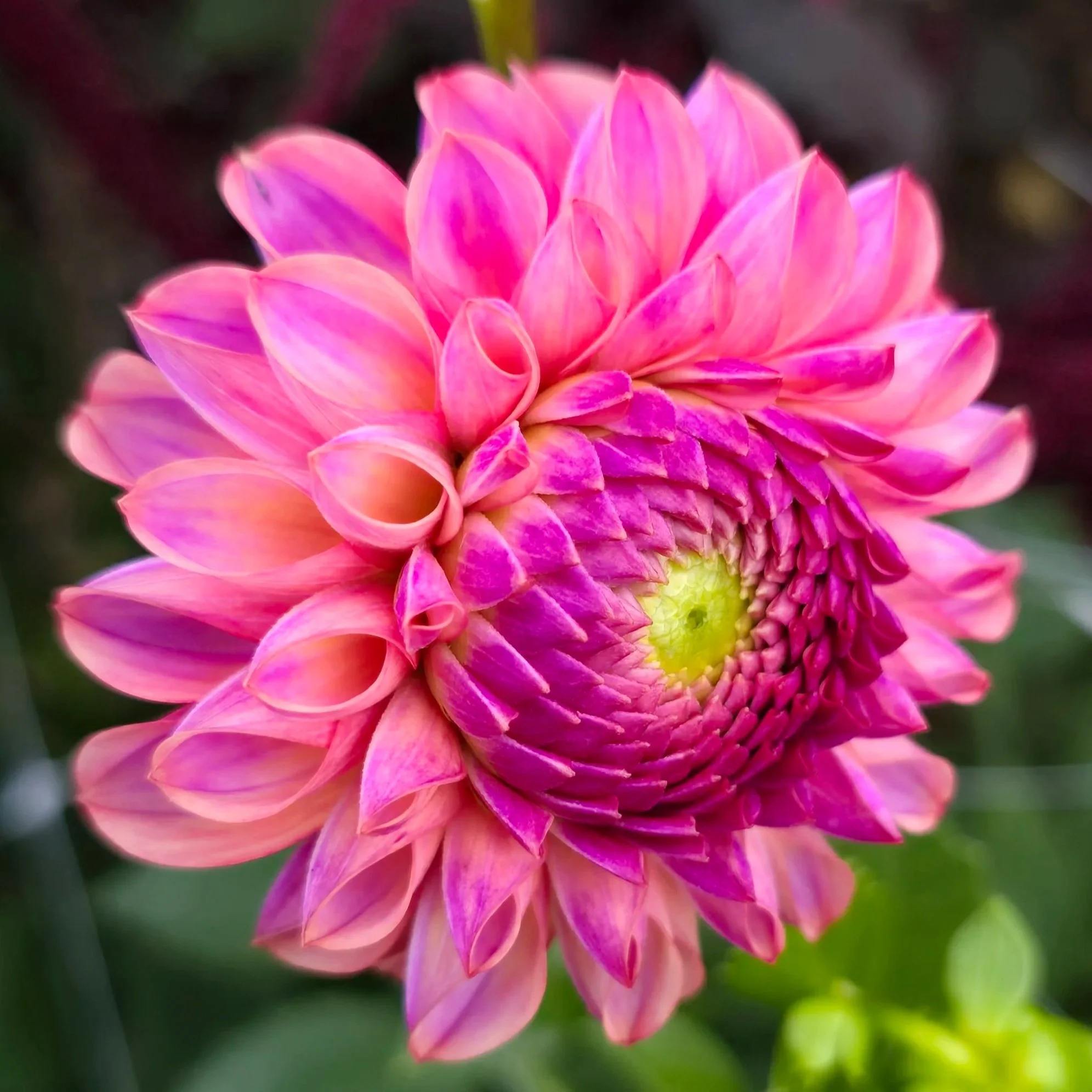 Dahlia+-+Jowey+Winnie+%282%29.jpg