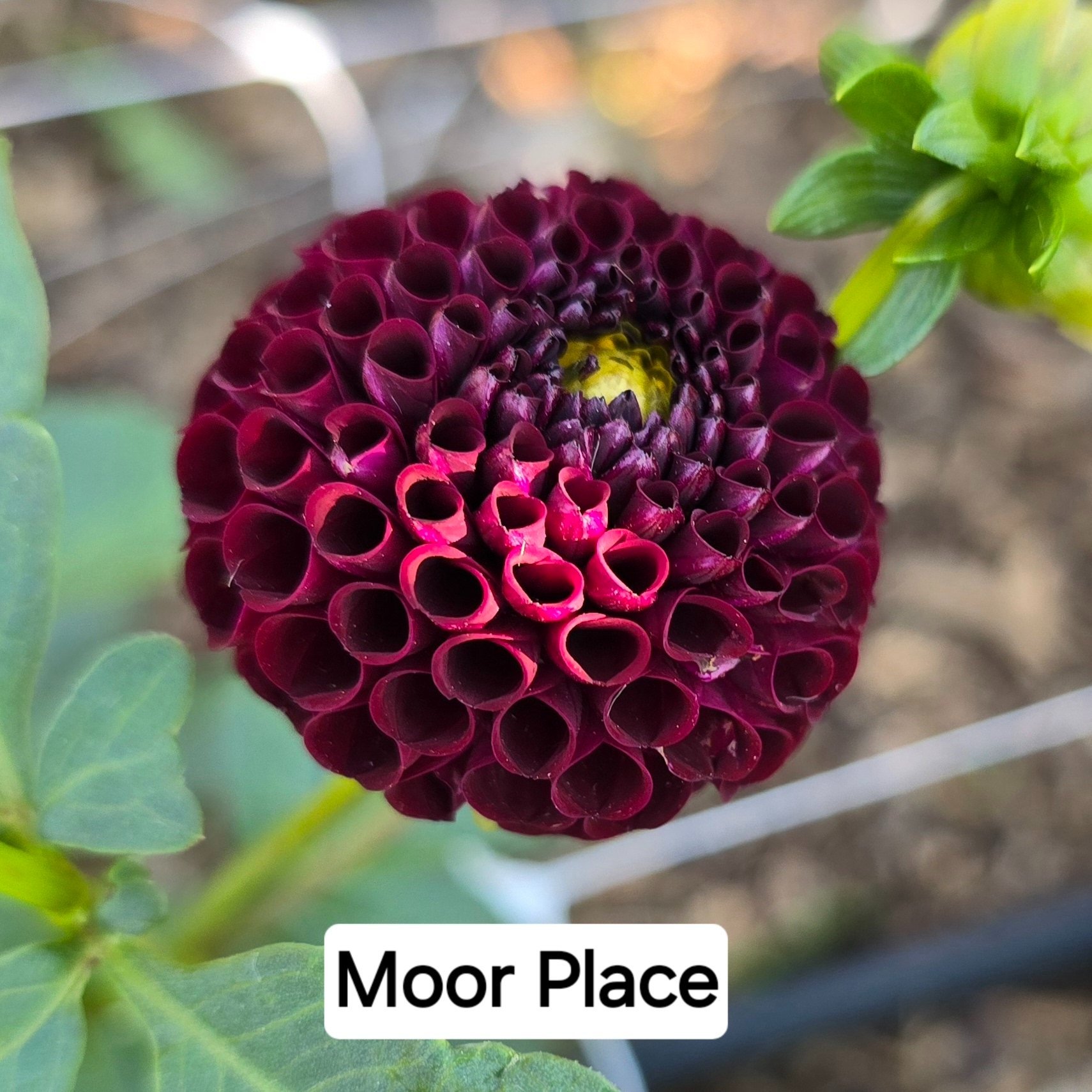 Dahlia+-+Moor+Place.jpg