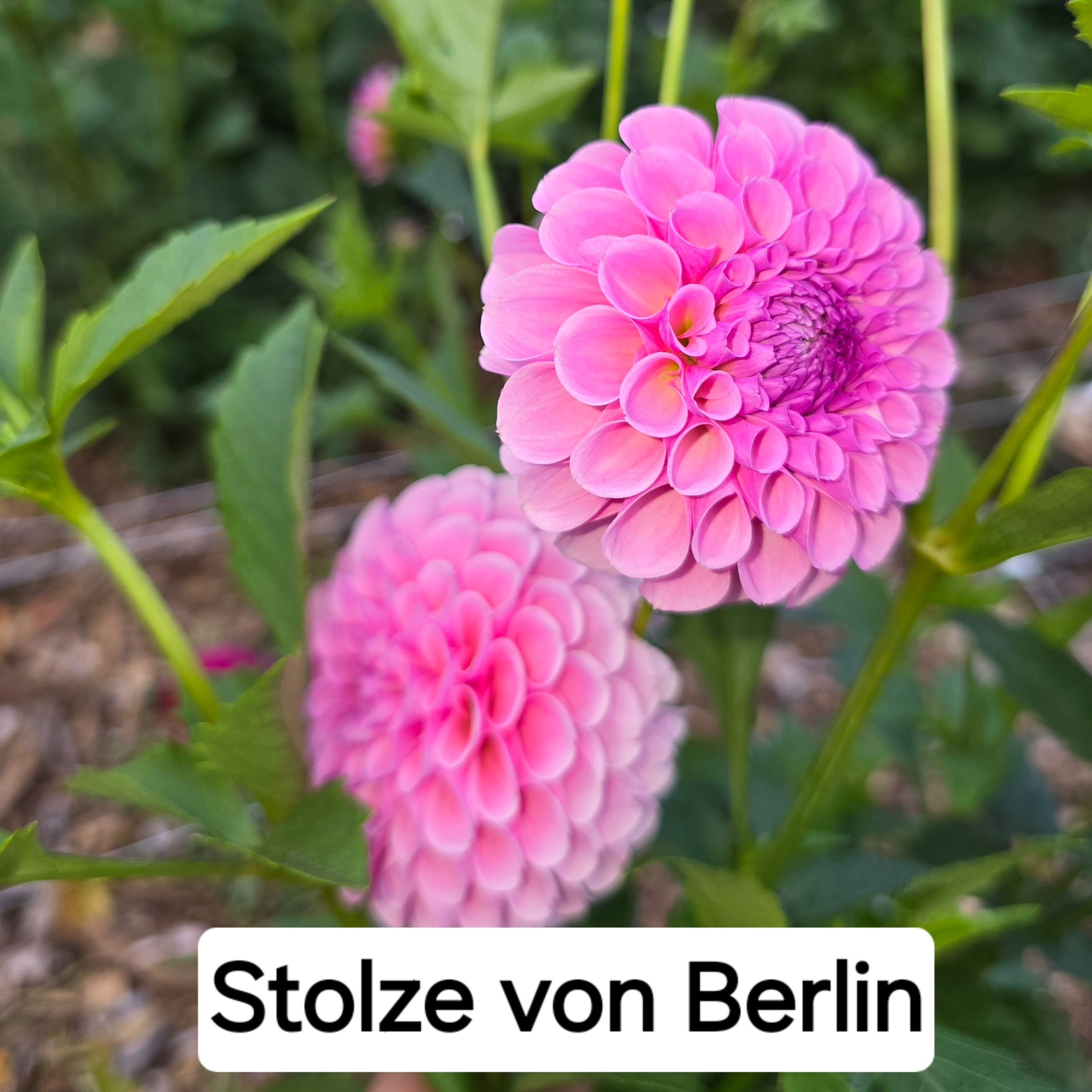 Dahlia+-+Stolze+von+Berlin.jpg