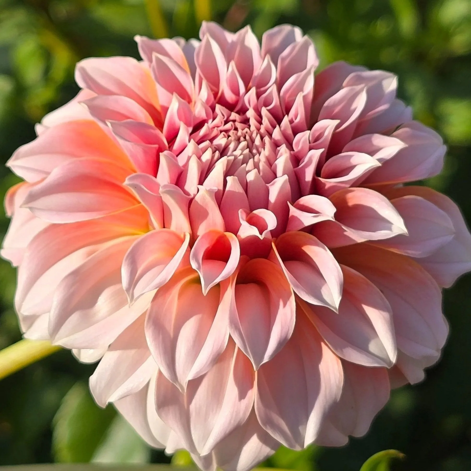 Dahlia%2B-%2BPeaches%2BN%2BCream%2B4.jpg