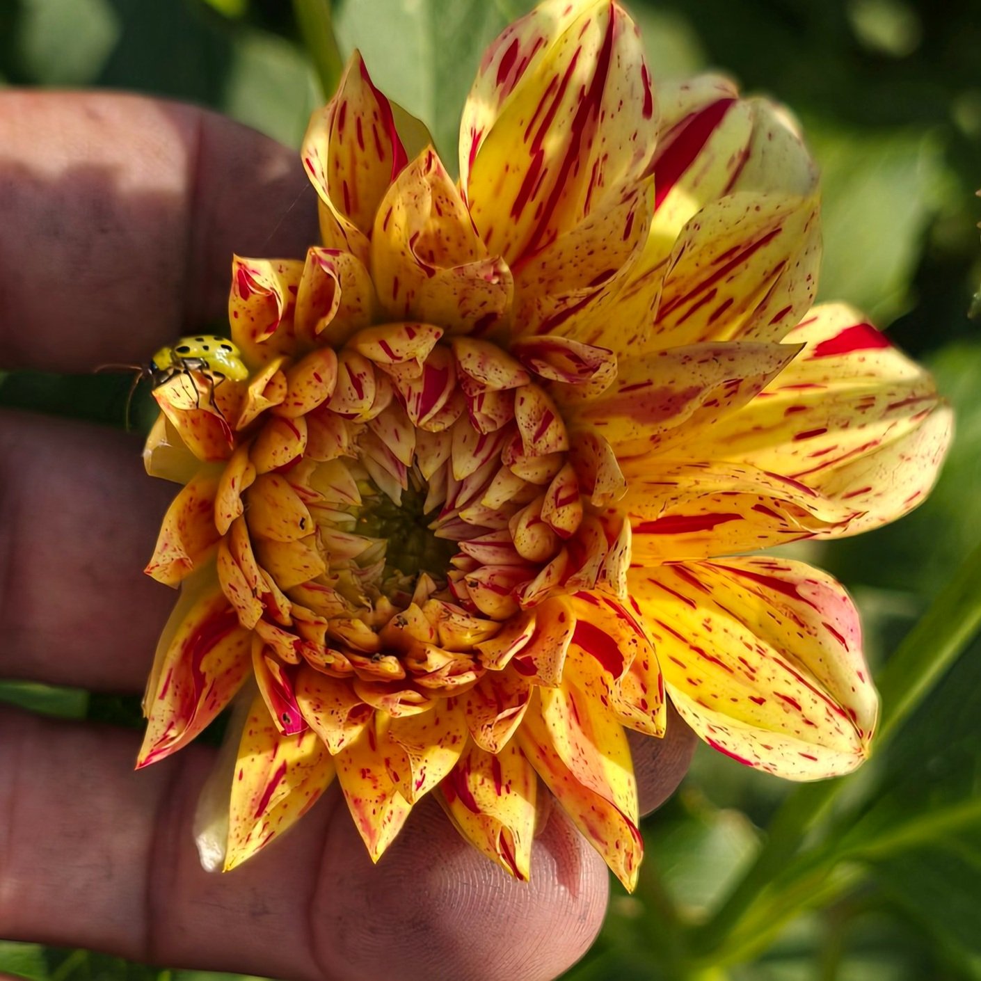 Dahlia+-+Gloriosa.jpg