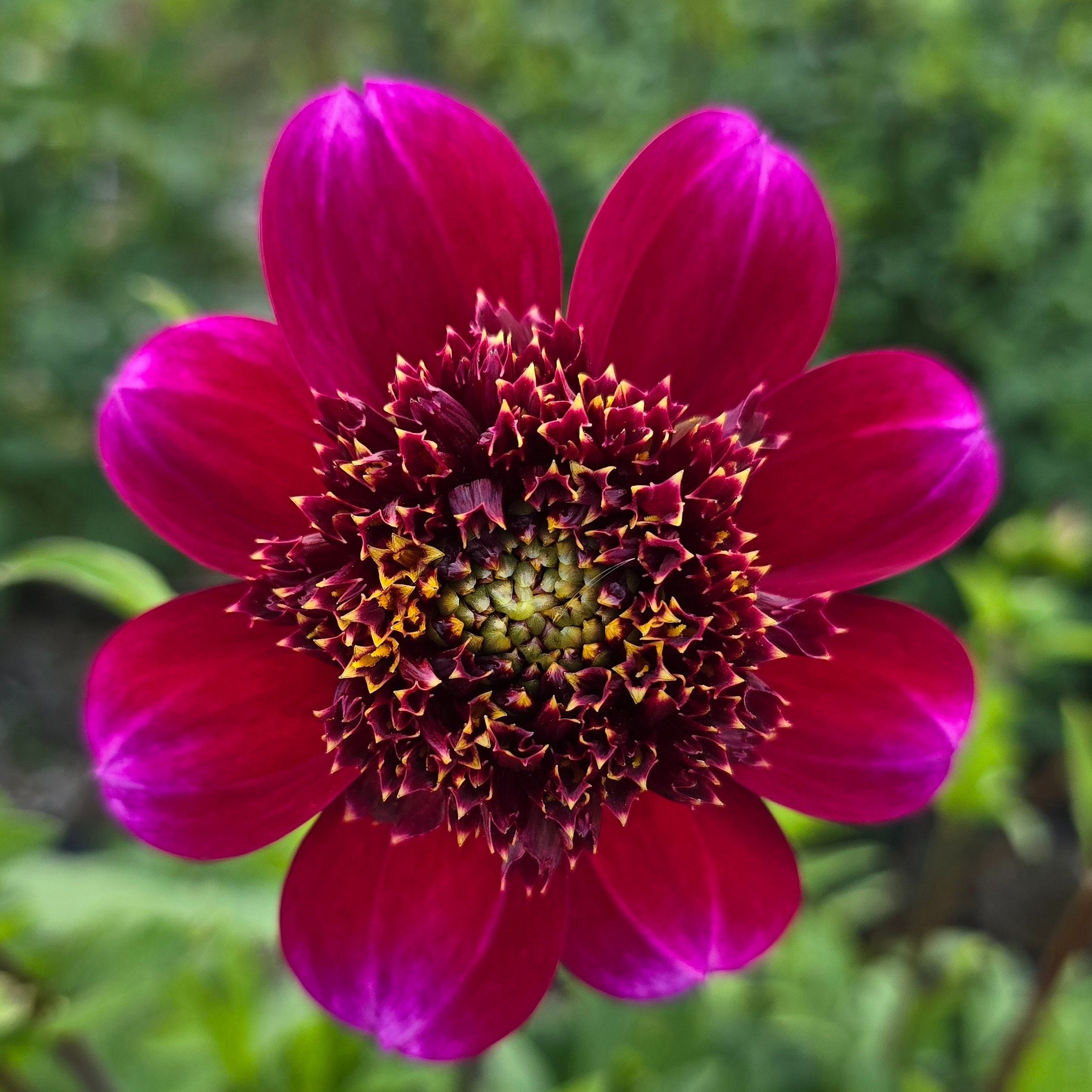 Dahlia+-+Rock+Star.jpg