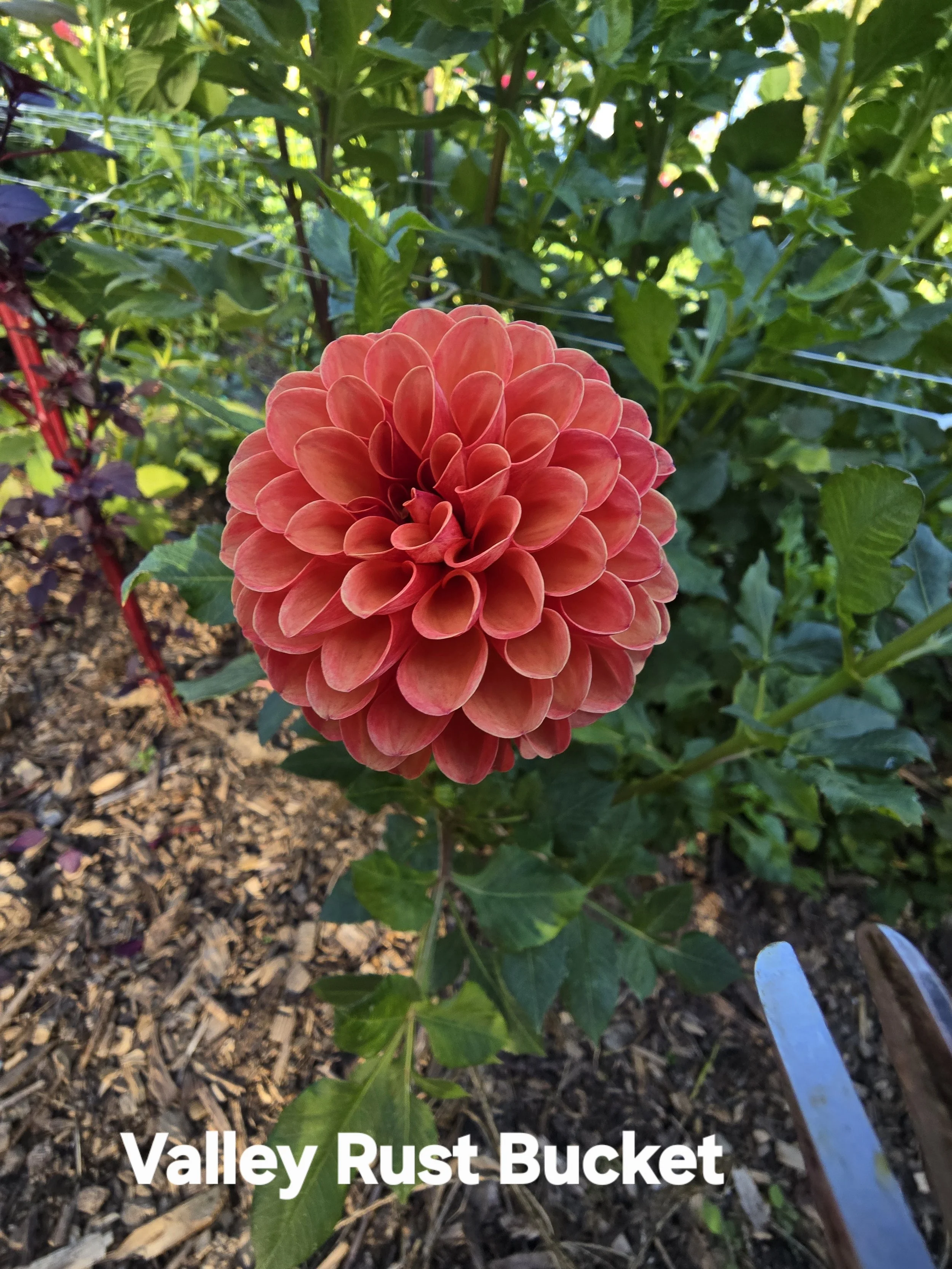 Valley Rust Bucket (3).jpg