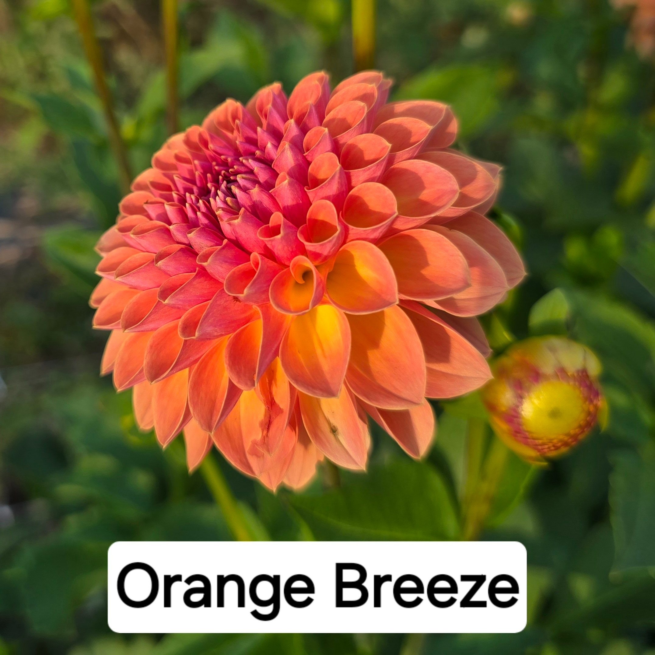 Dahlia+-+Orange+Breeze+%282%29.jpg