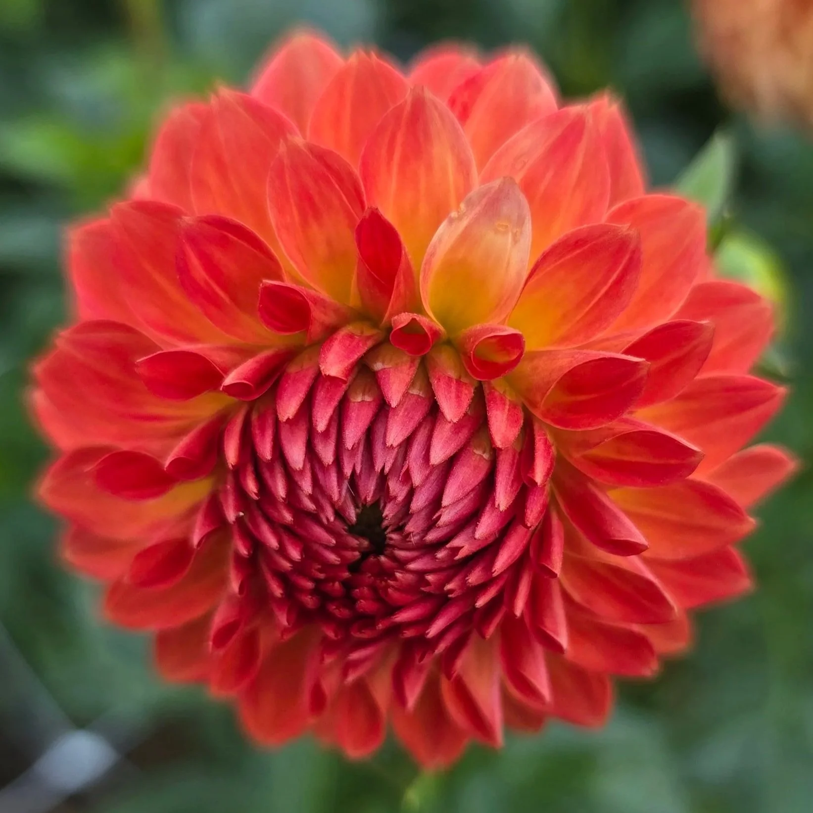 Dahlia+-+Camano+Mordor.jpg