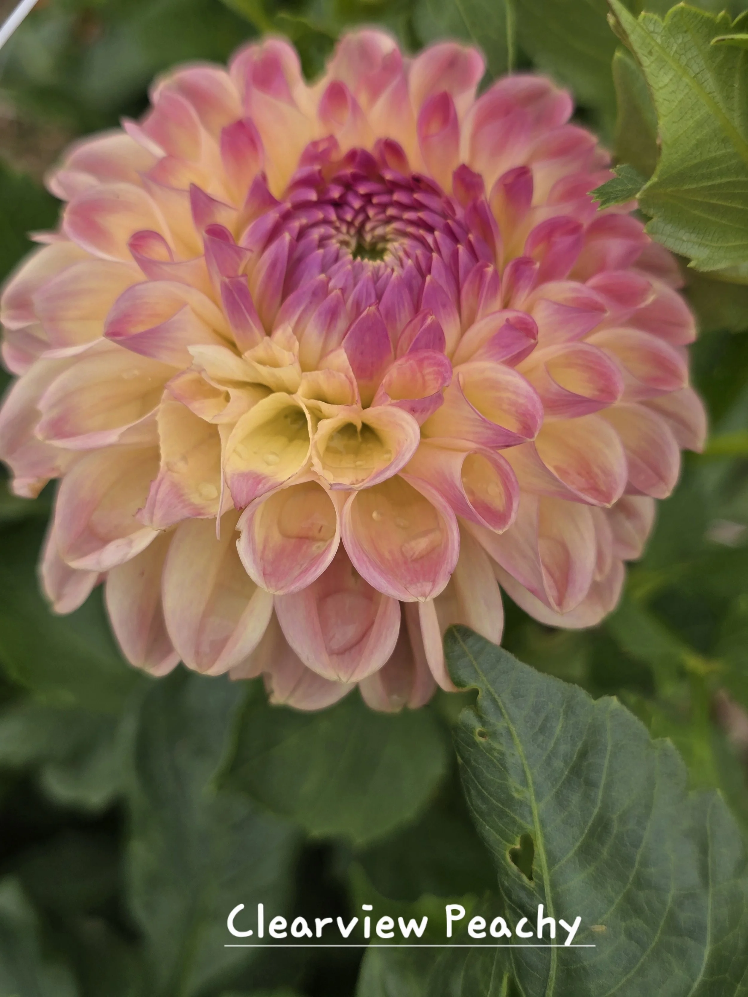 Clearview Peachy.jpg