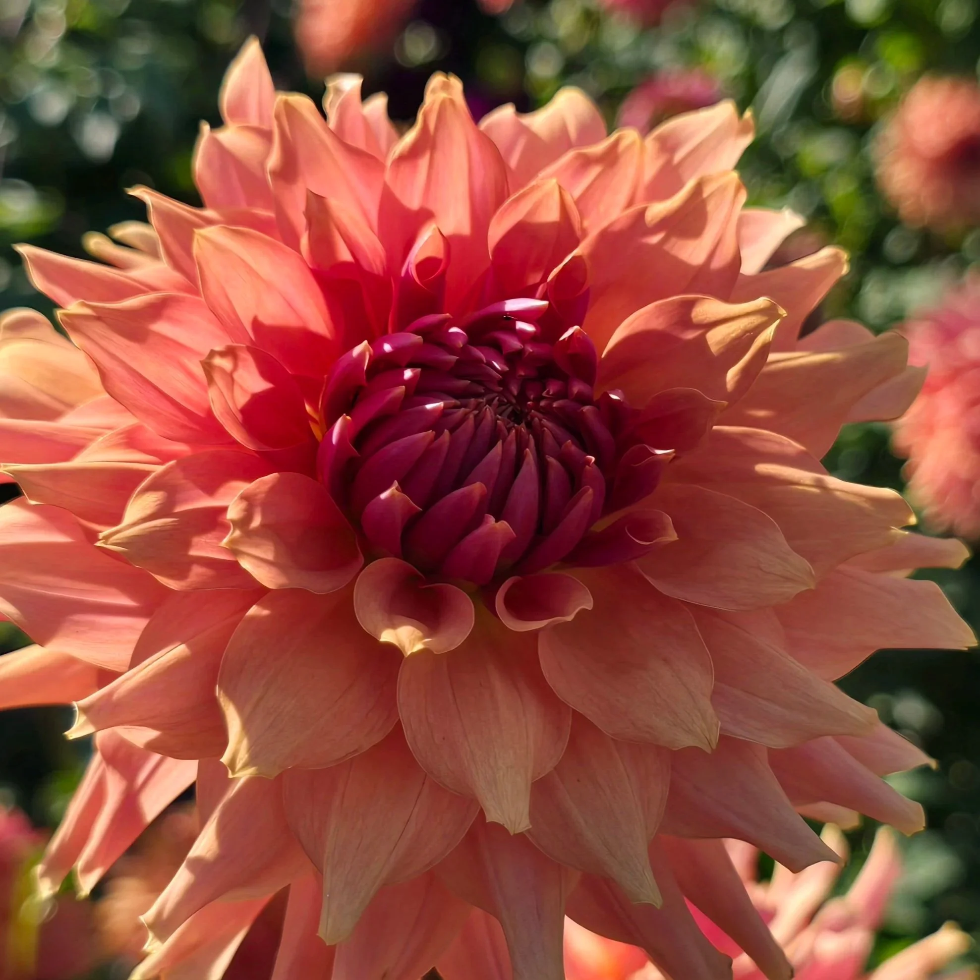 Dahlia+-+Terracotta+2.jpg