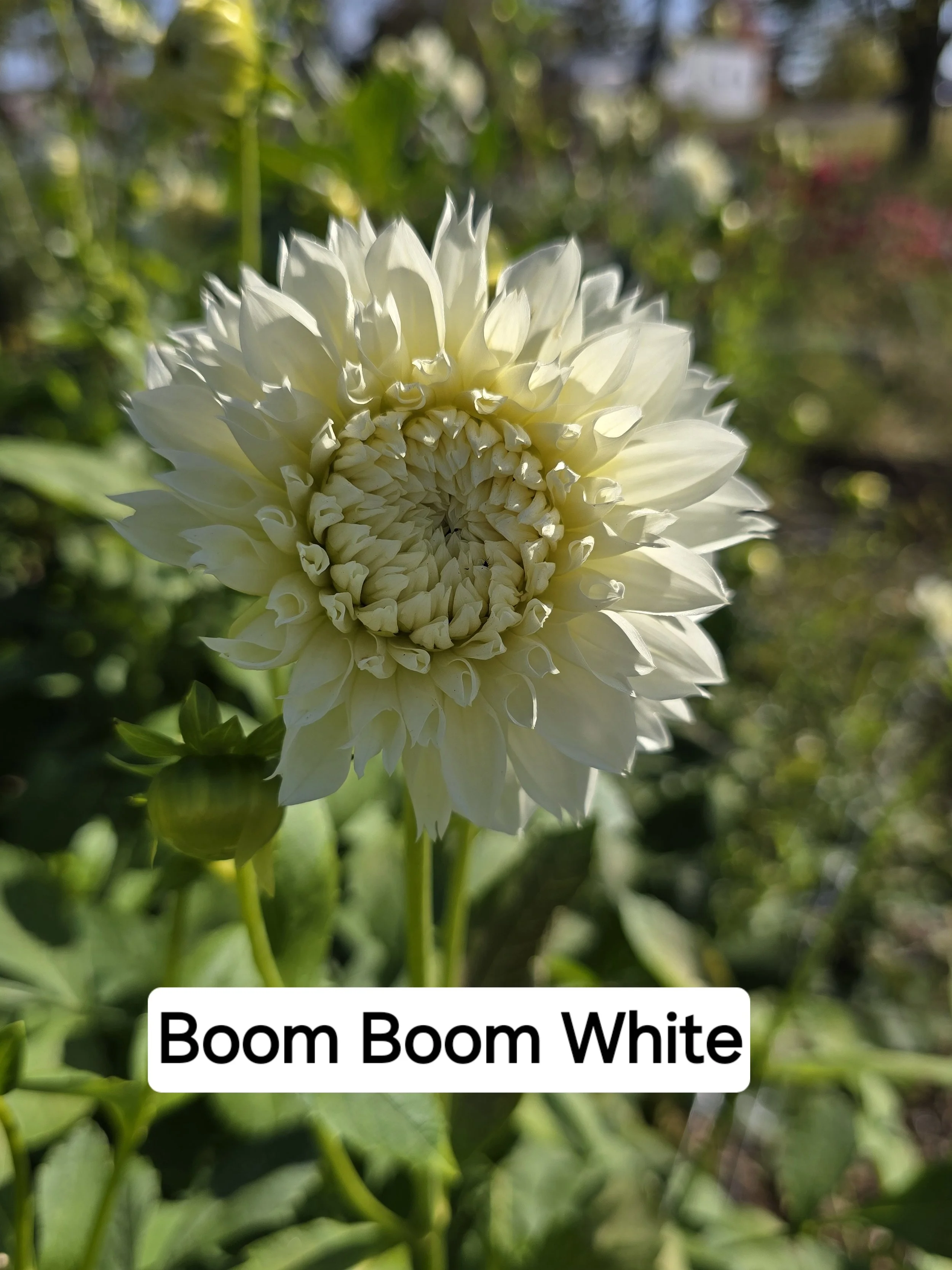 Boom Boom White (2).jpg