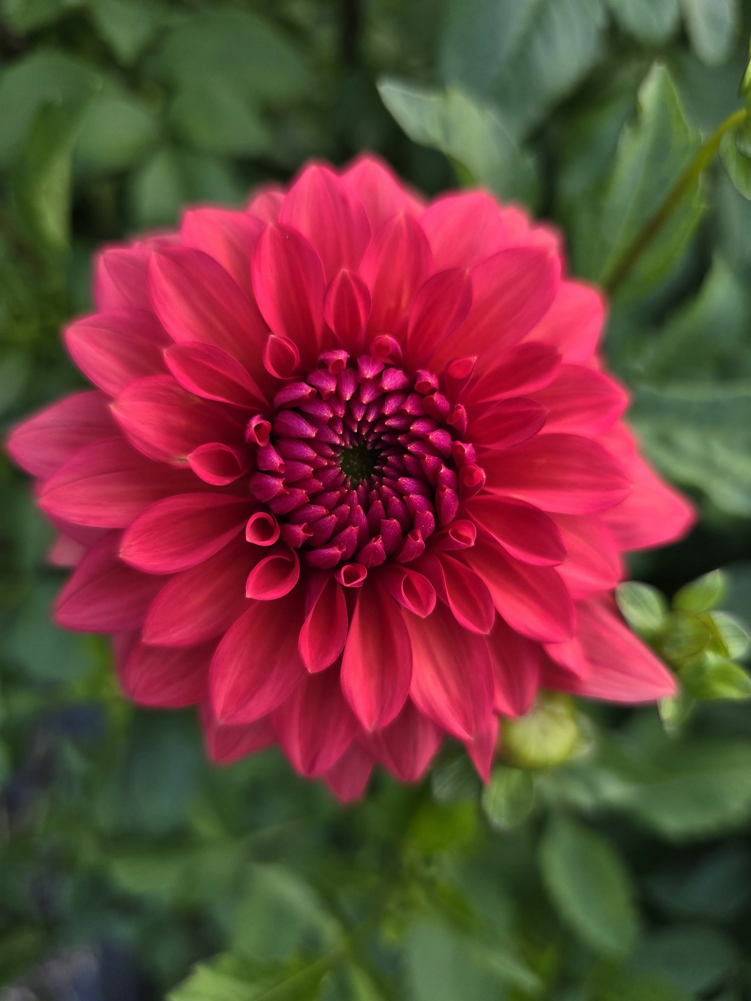 Wisconsin Red (3).jpg