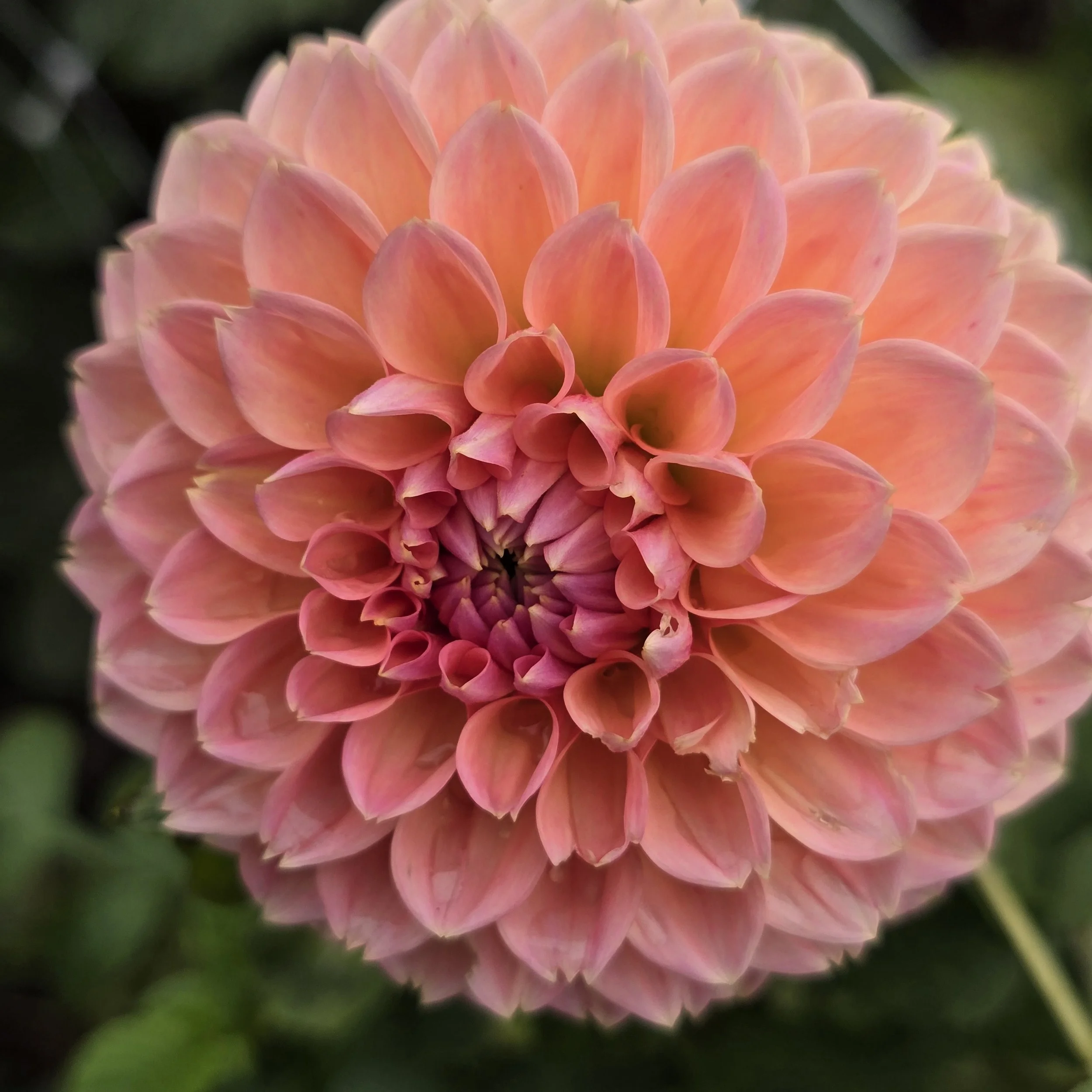 Hillcrest Suffusion.jpg