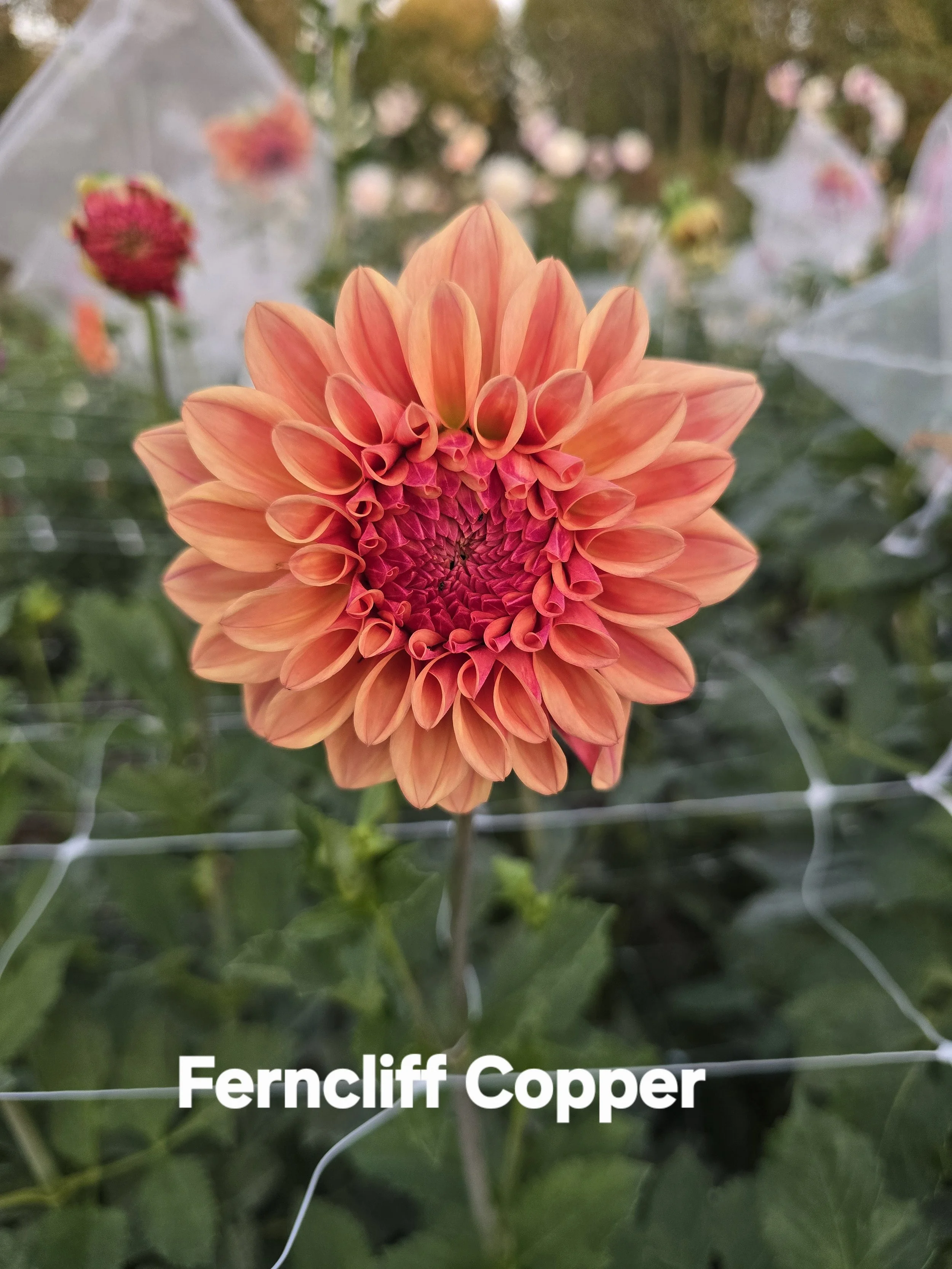 Ferncliff Copper (3).jpg