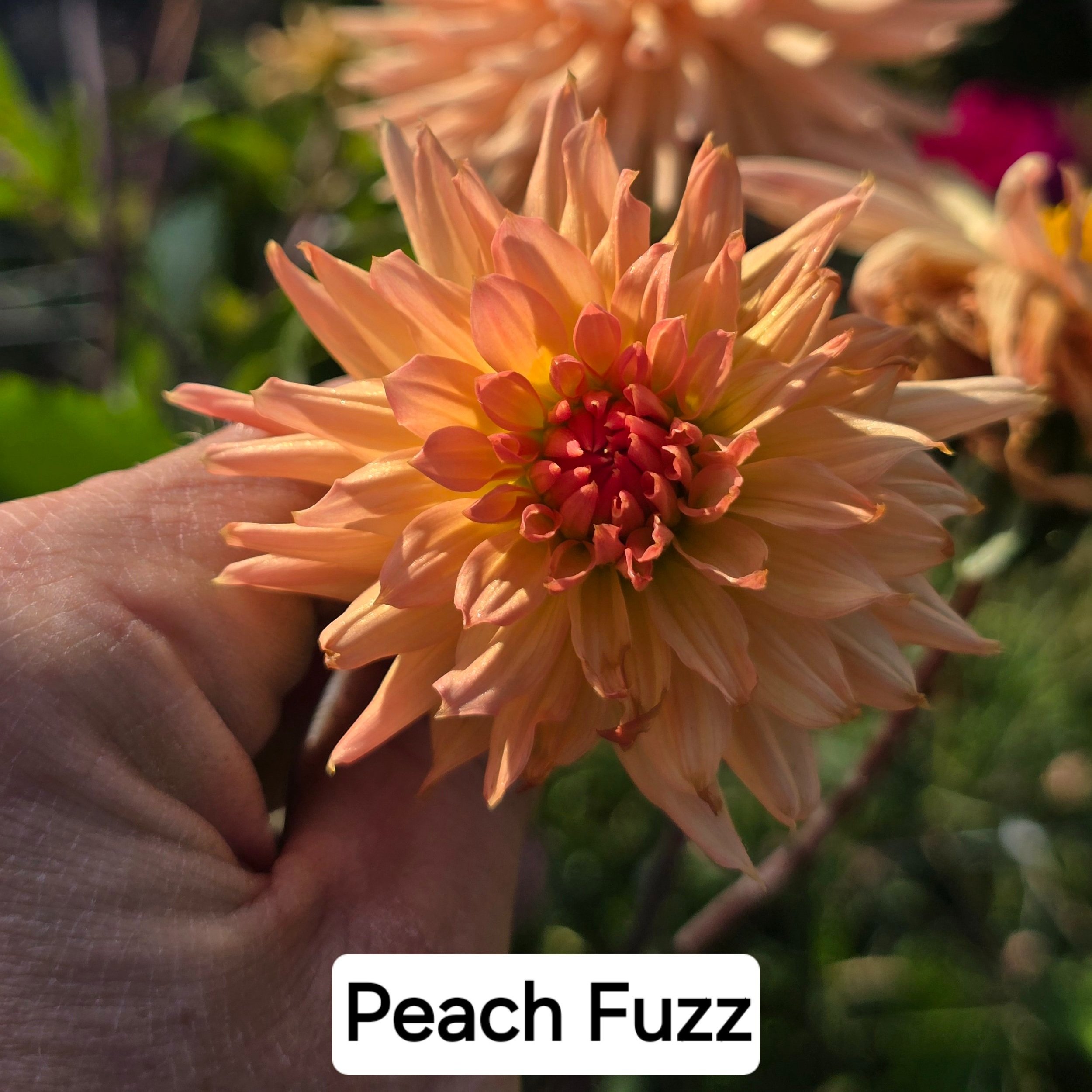 Dahlia+-+Peach+Fuzz.jpg