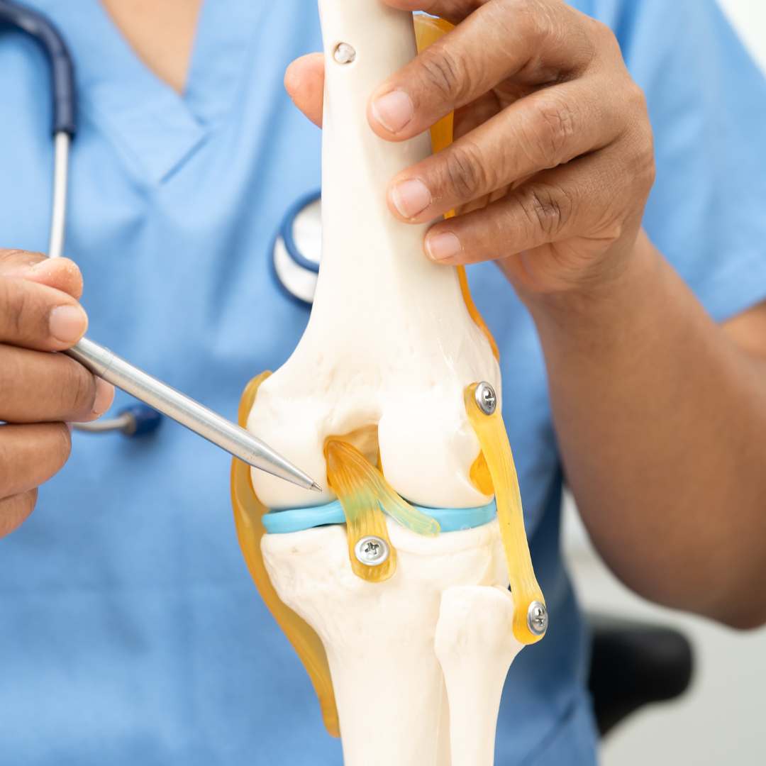 A model showing the structure of the posterior knee including the menisci and ligaments.